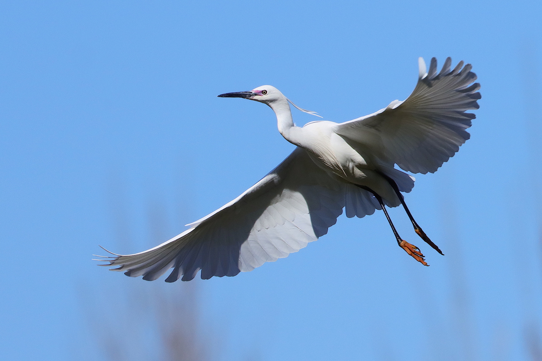 in volo