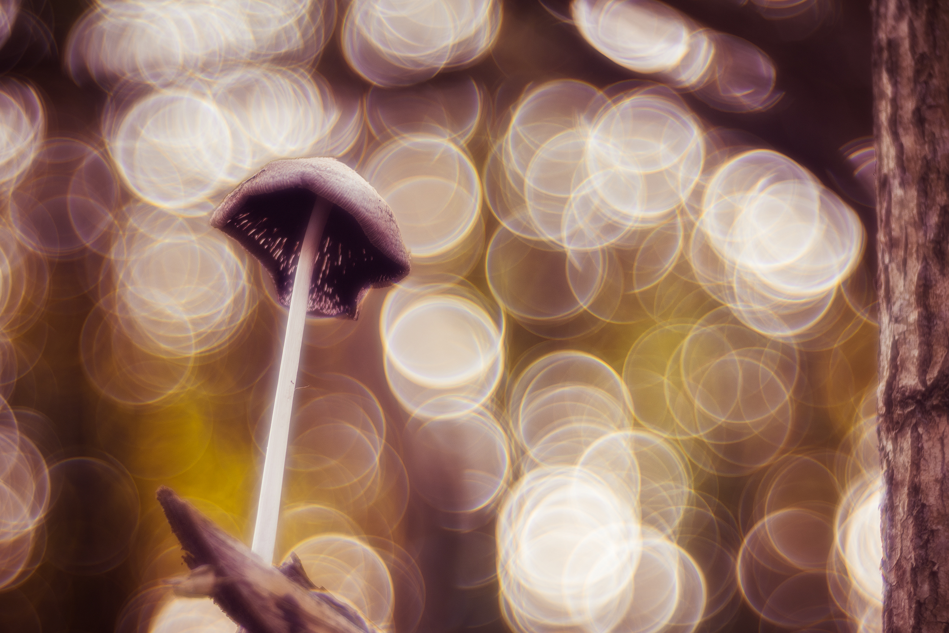 Psychadelic mushroom