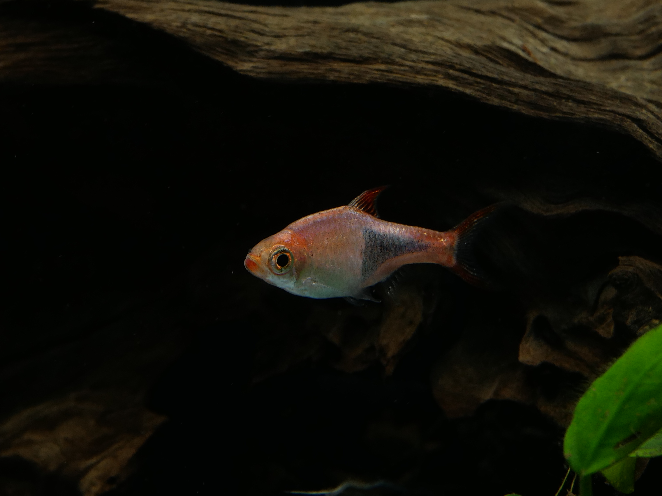 Rasbora