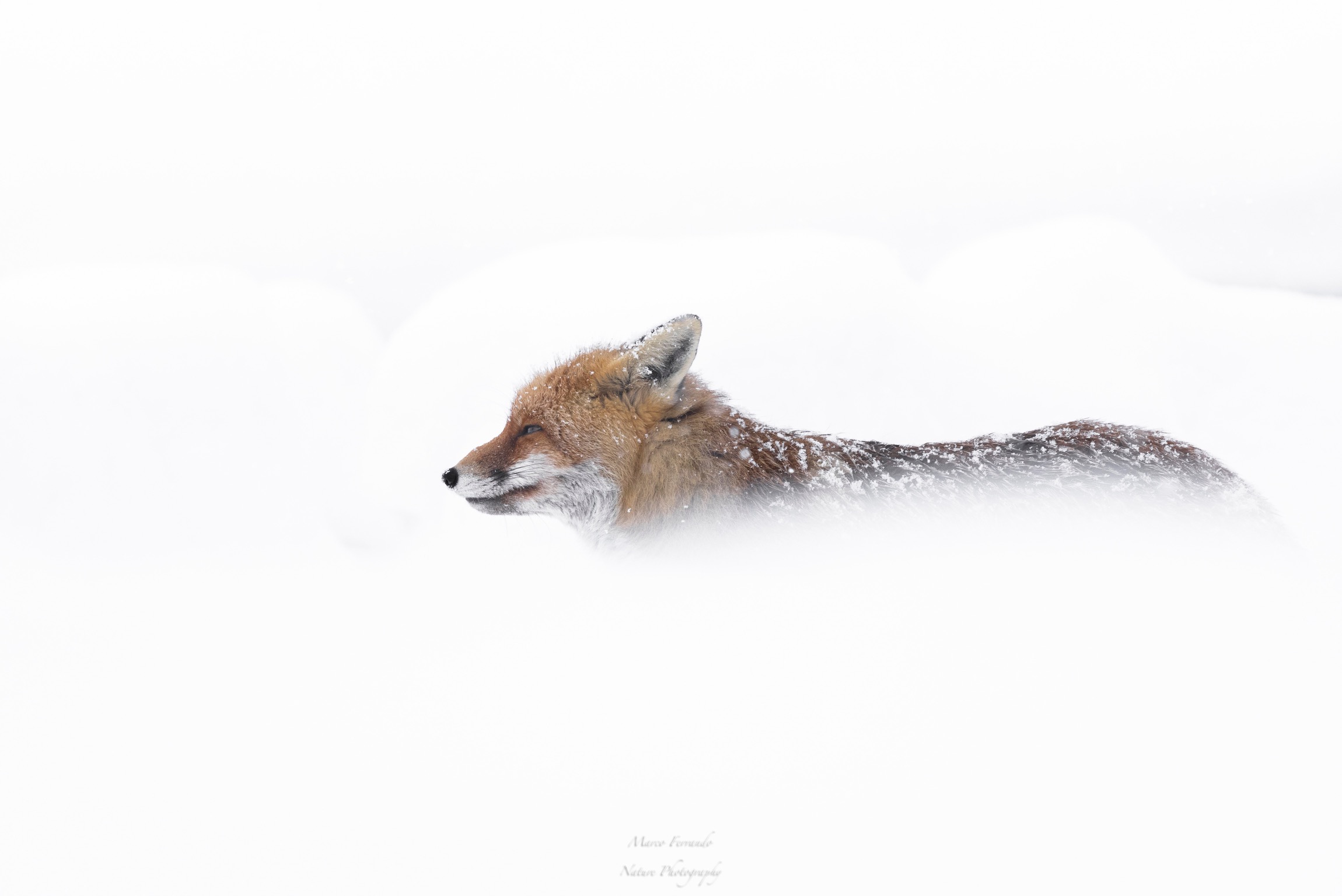 Lonely in the blizzard