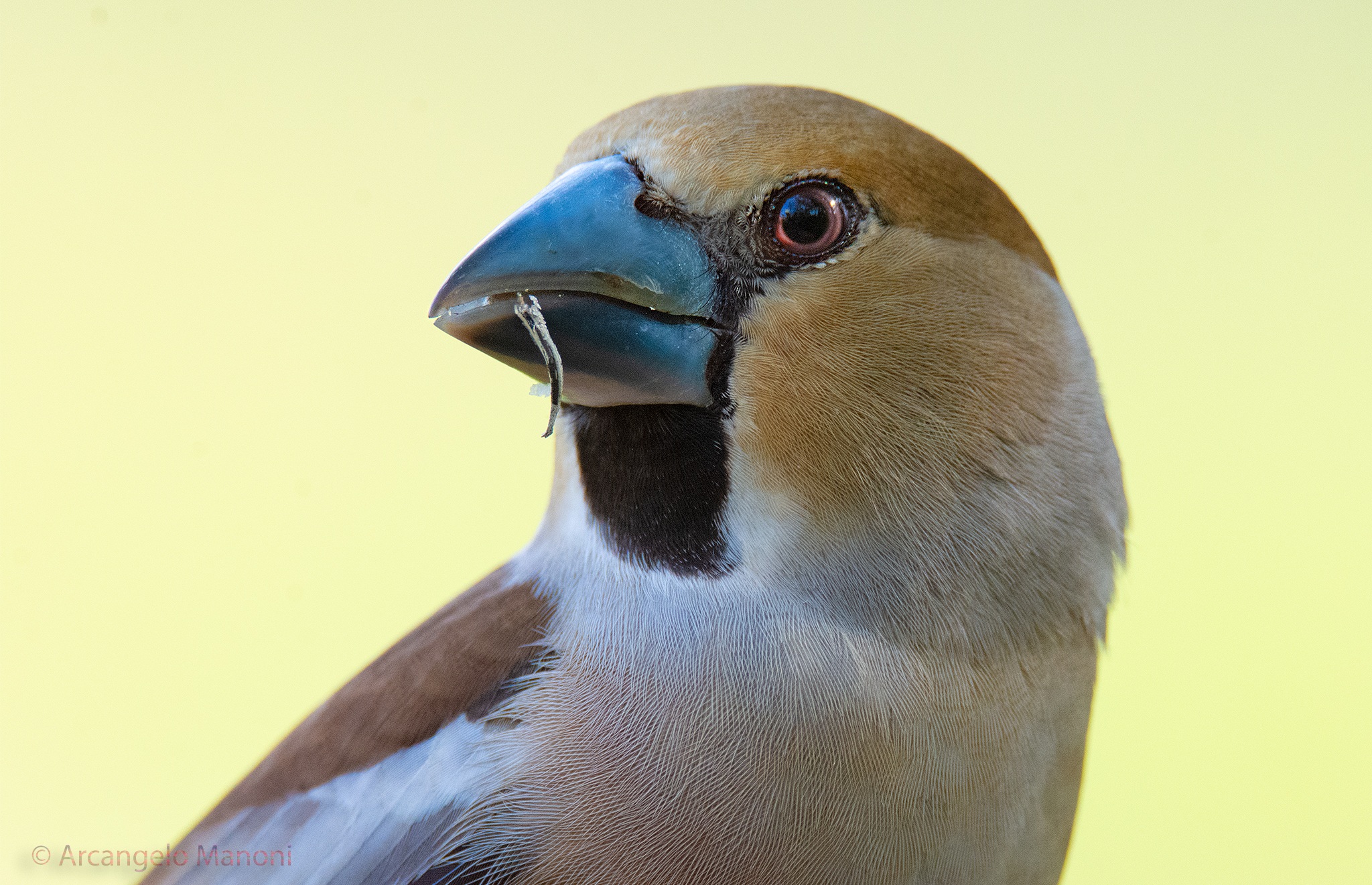 Un ritratto particolare al frosone