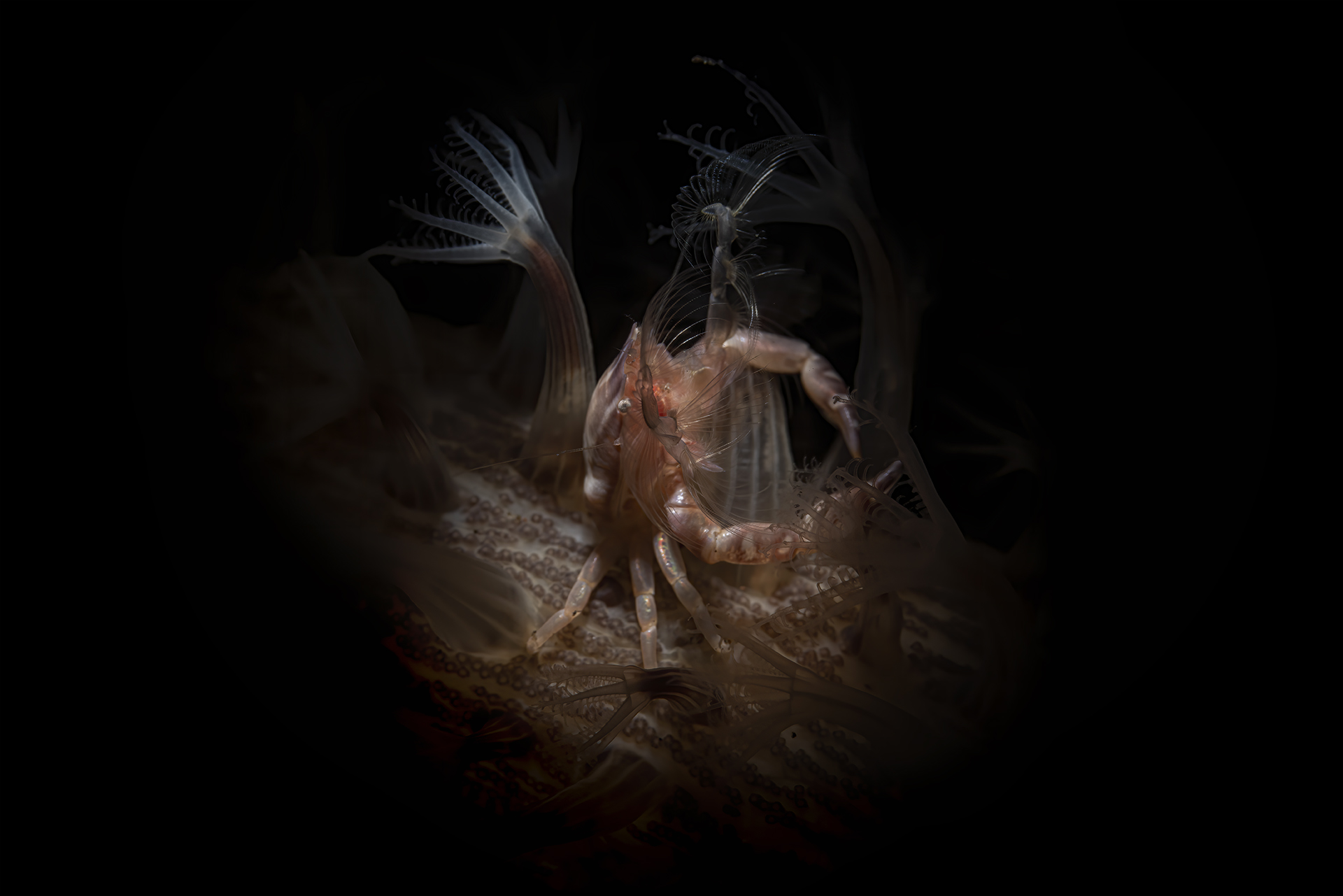 adoration.  porcelain crab over pennatula