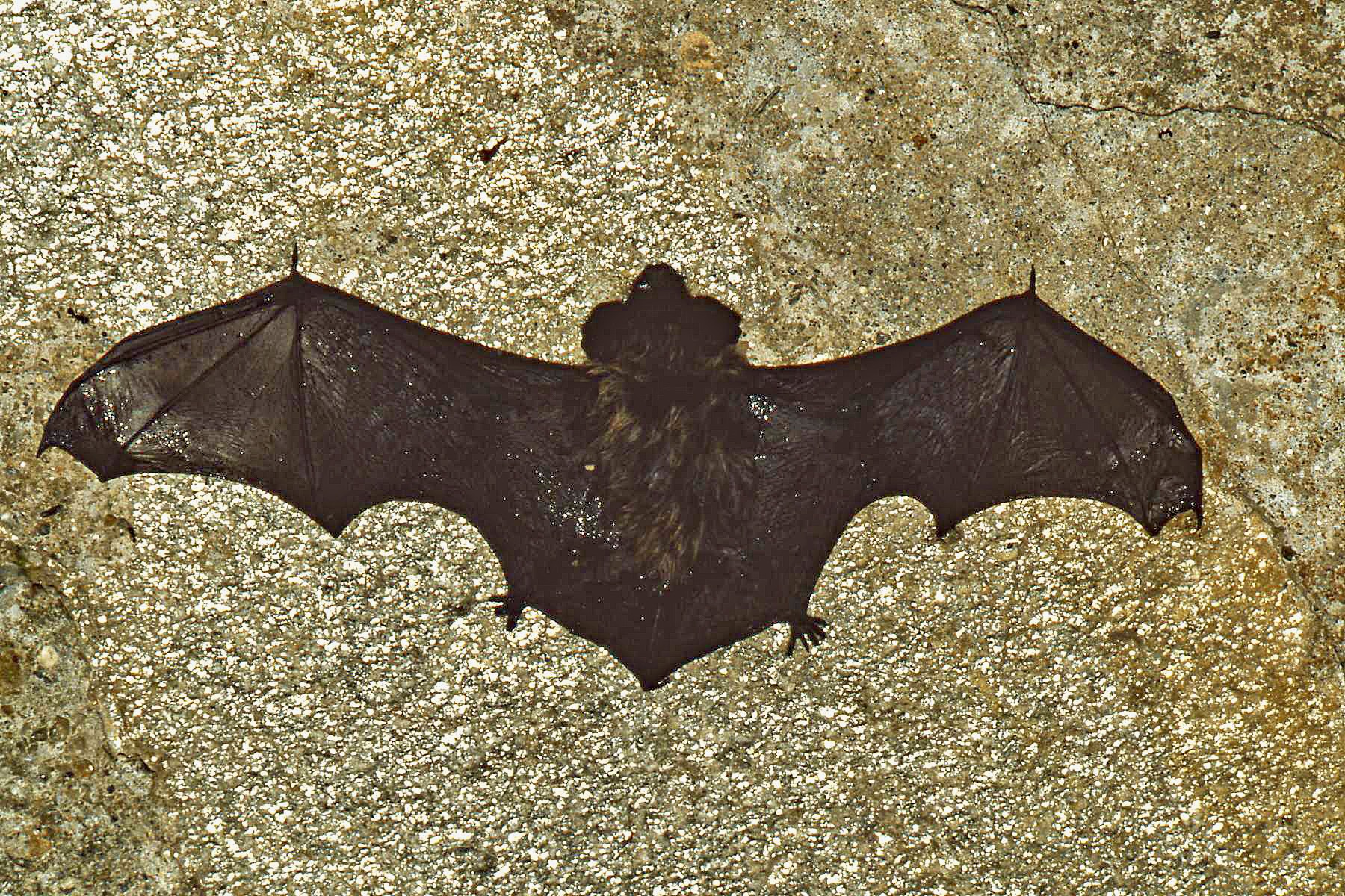 Bat hanging on cave wall (Digitalized)