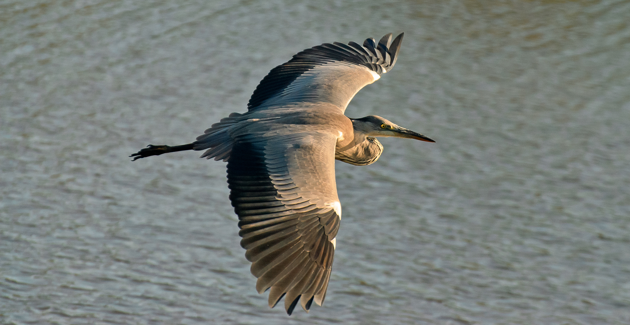 Grey Heron