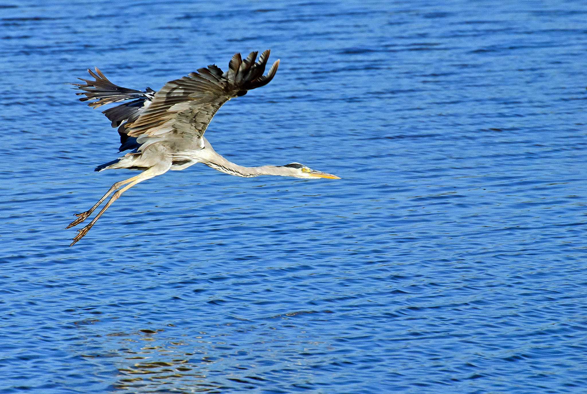 Grey Heron