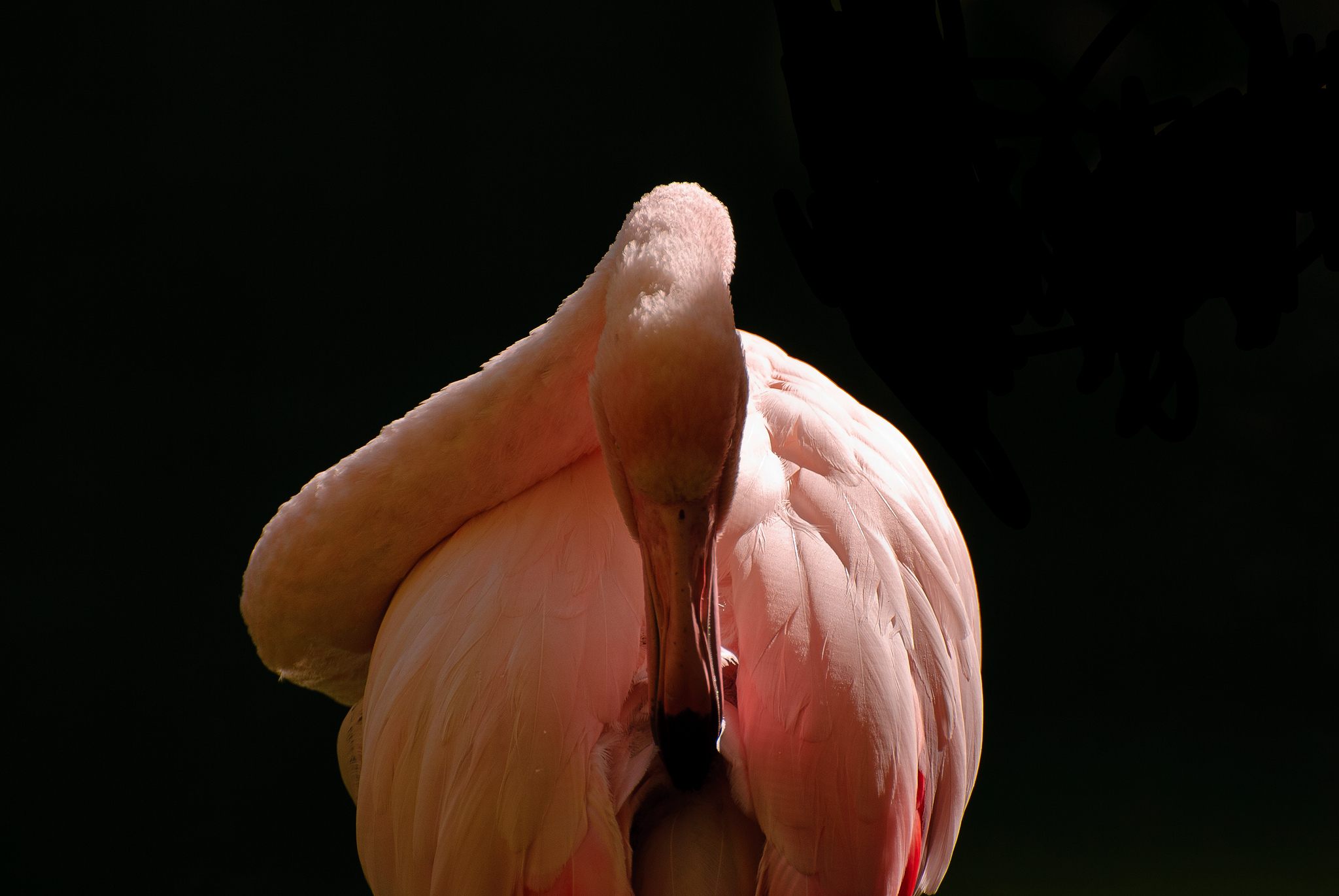 Pink Flamingo
