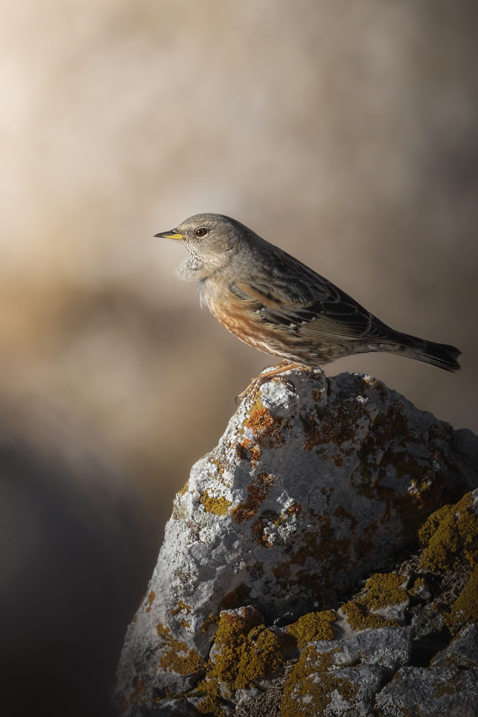 Sordone - Prunella collaris