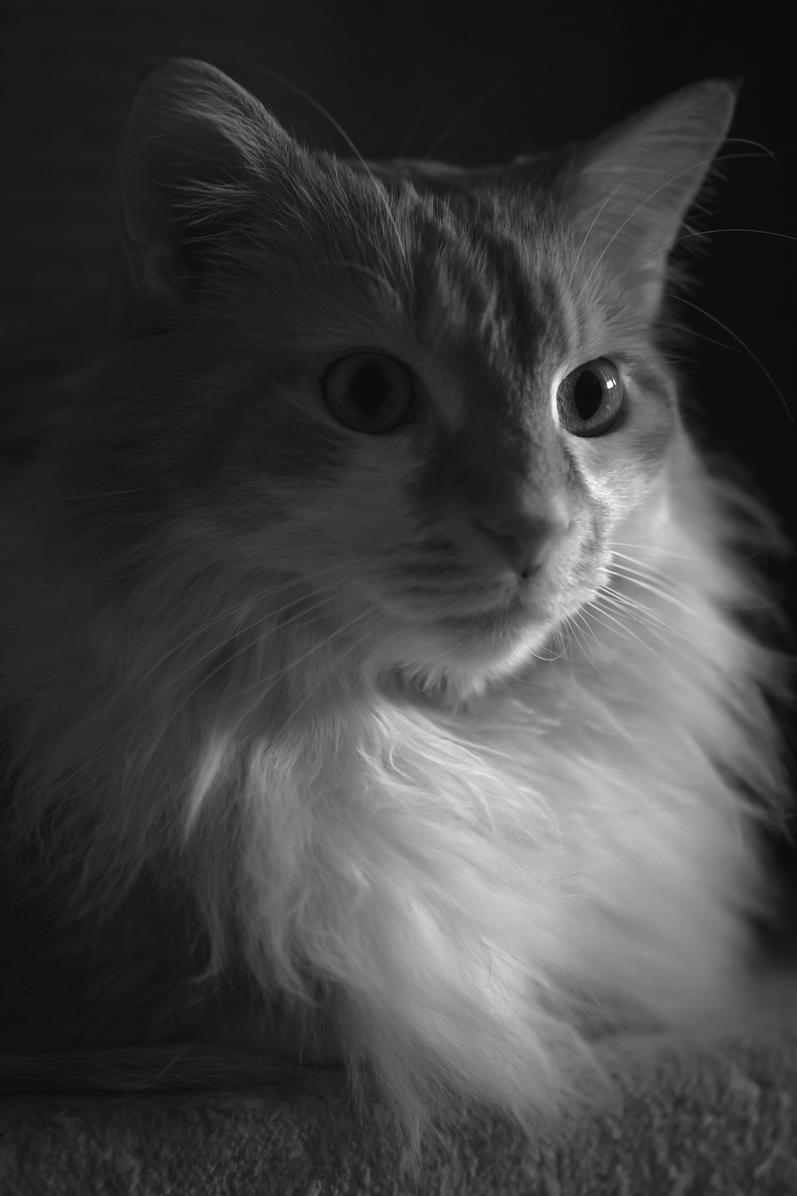 Gattone macro BW
