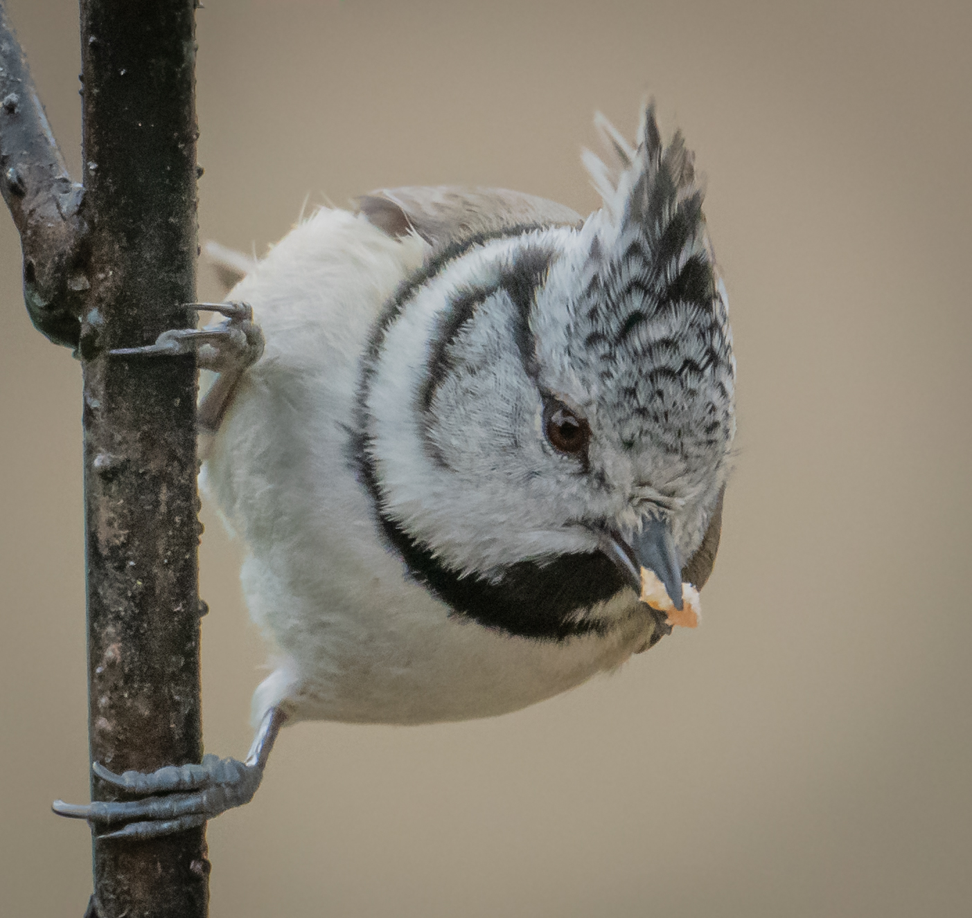 Tipping from the tuft 2