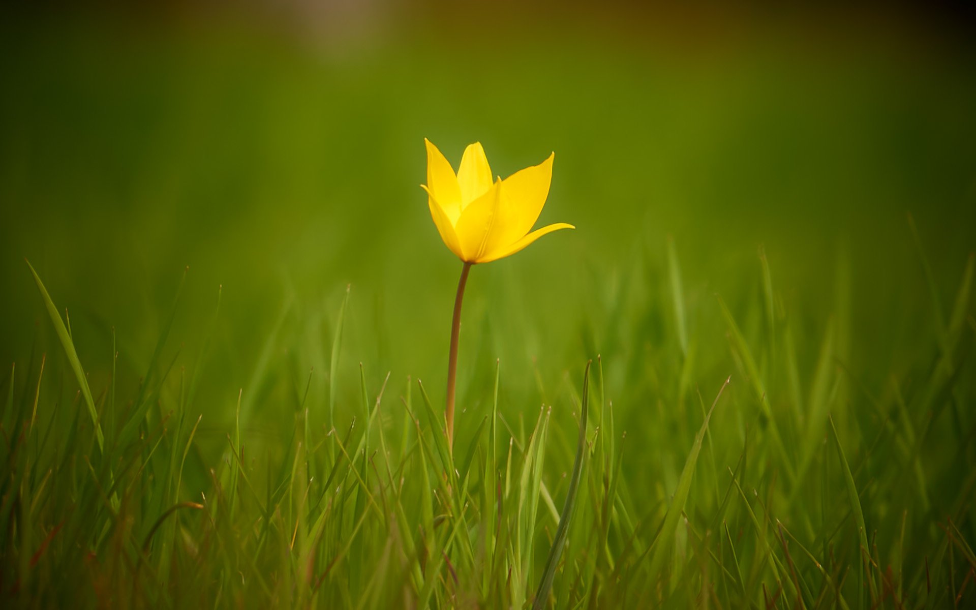 Wild tulip
