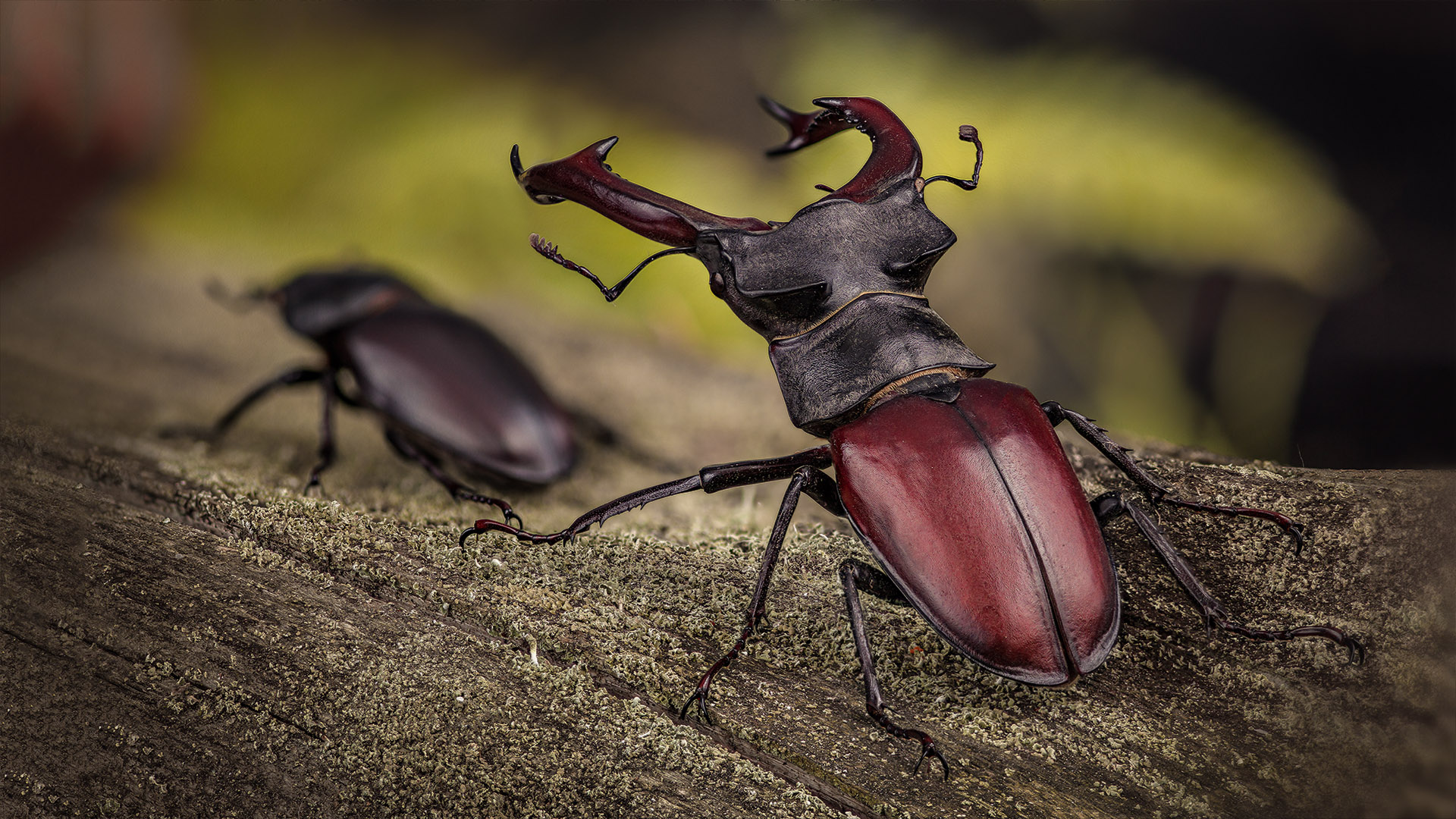 Lucanus cervus