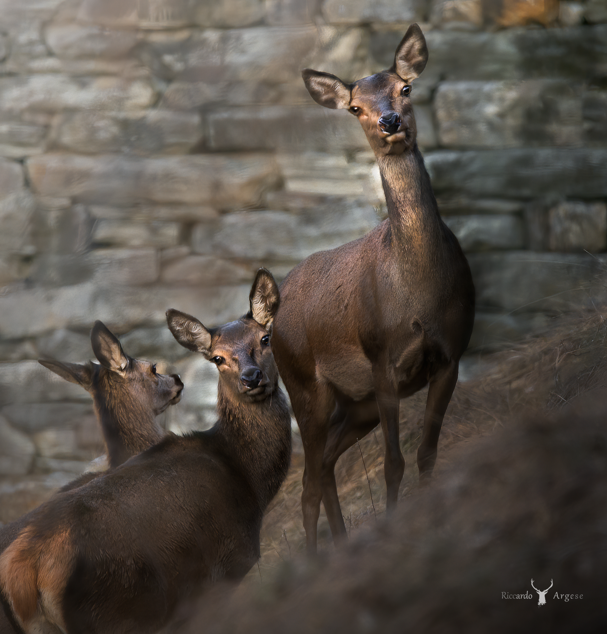 La curiosità è donna