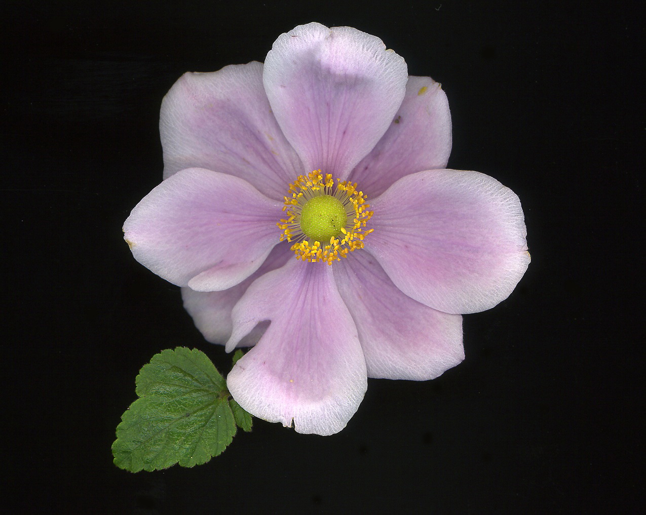 Anemone Japonica