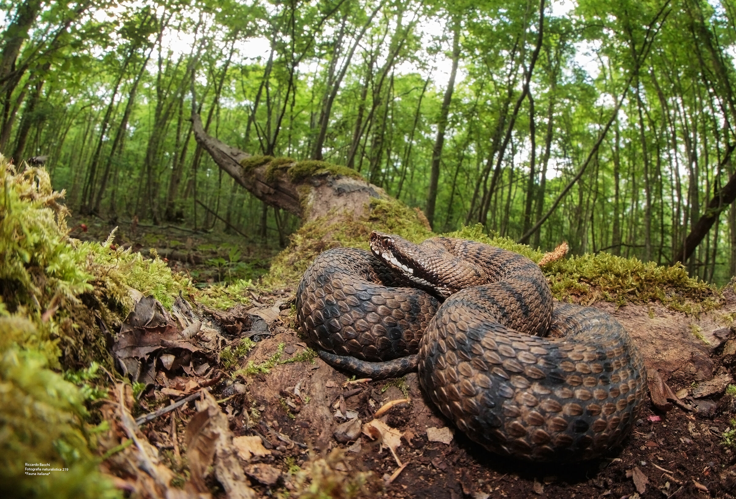 Vipera comune