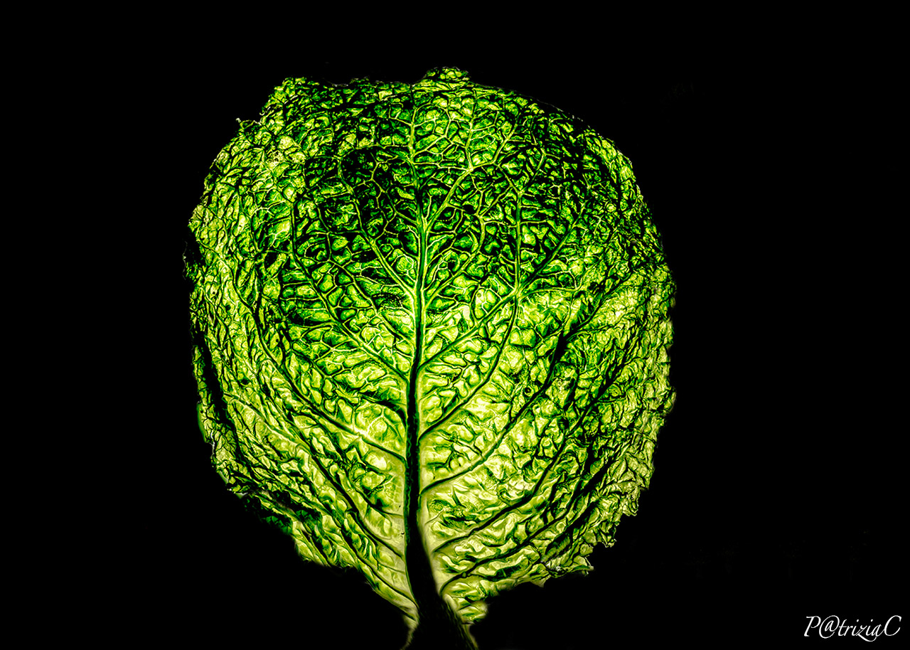 __albero della vita __