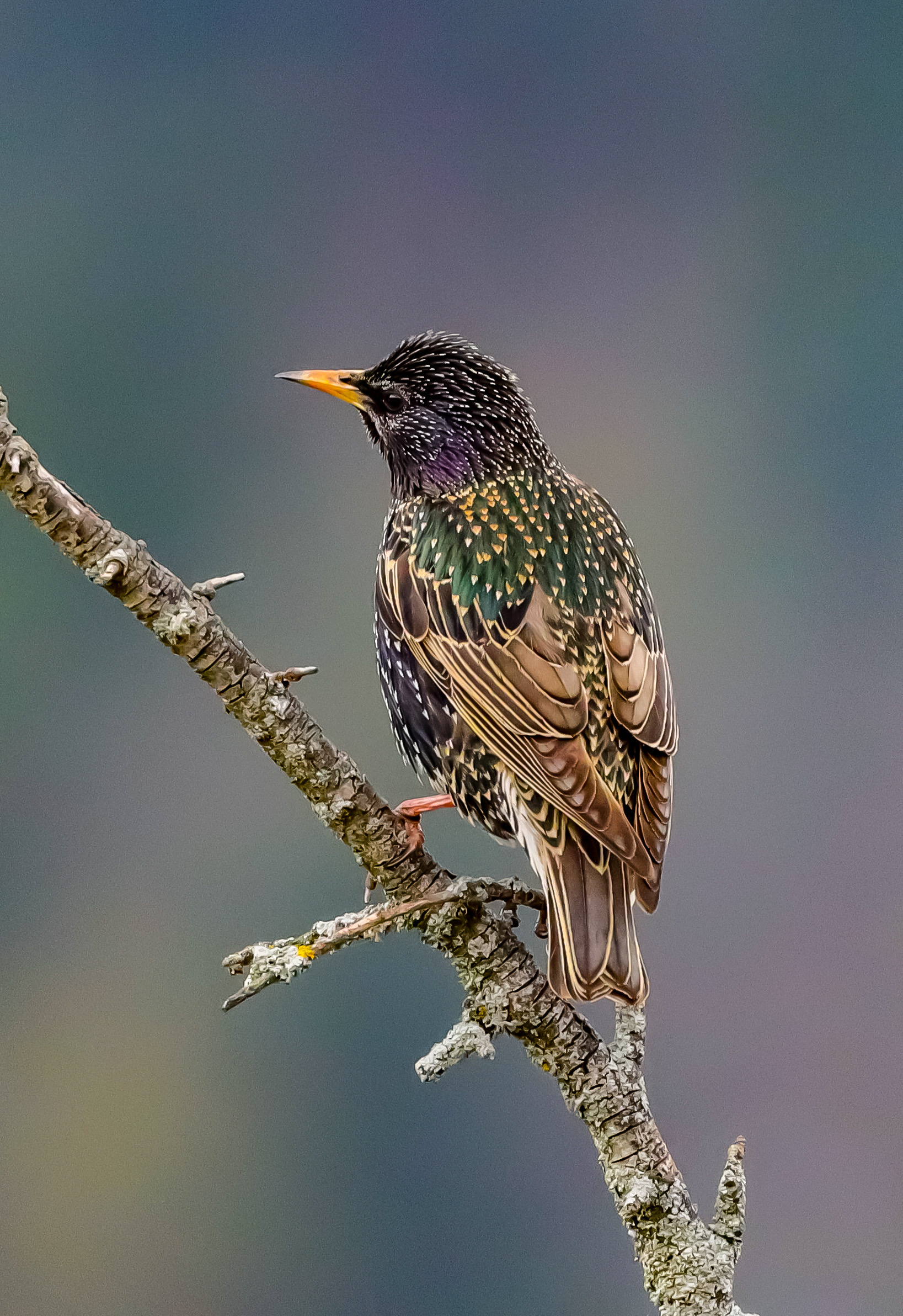 Attento che ti vedo !€