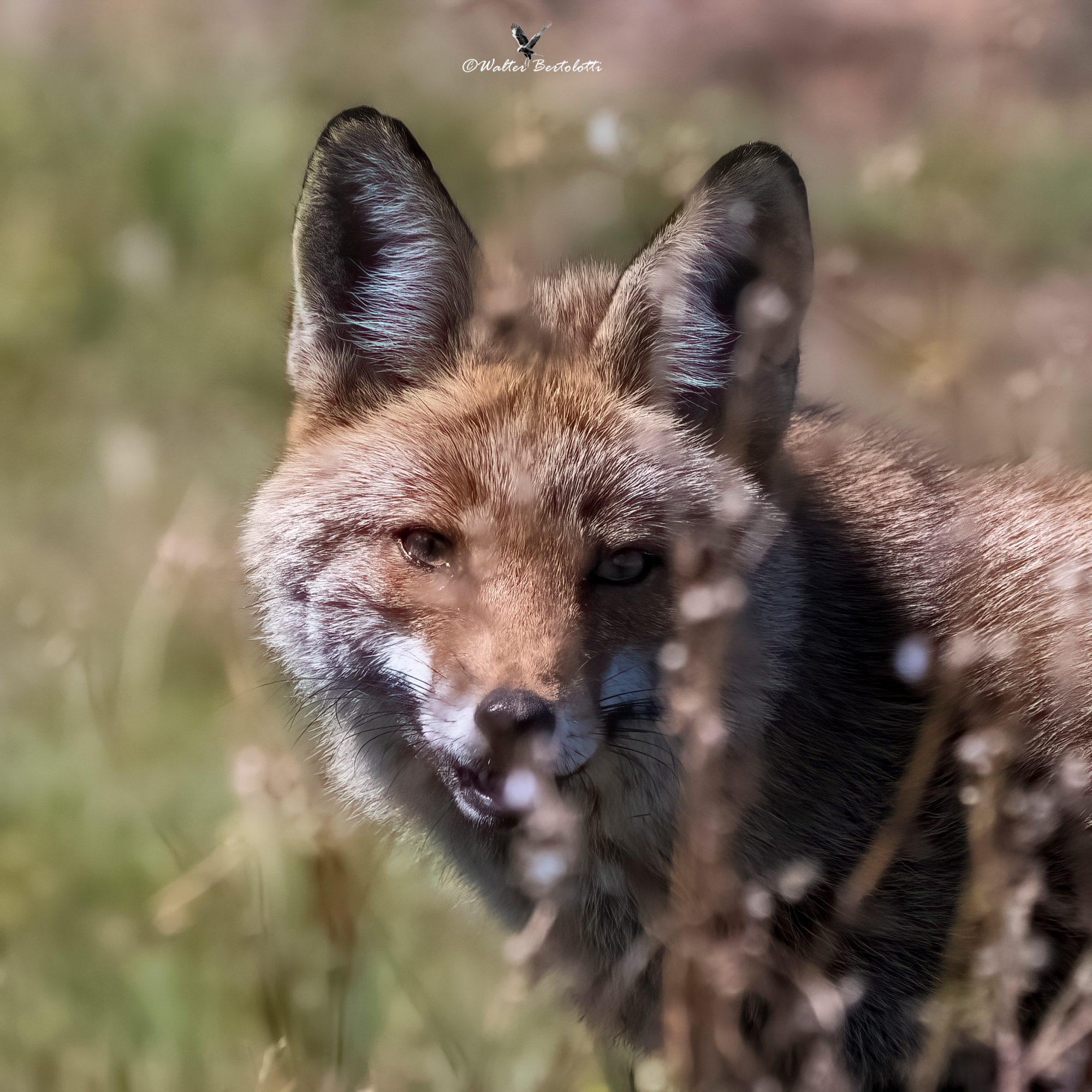 segni particolari: furbissima!