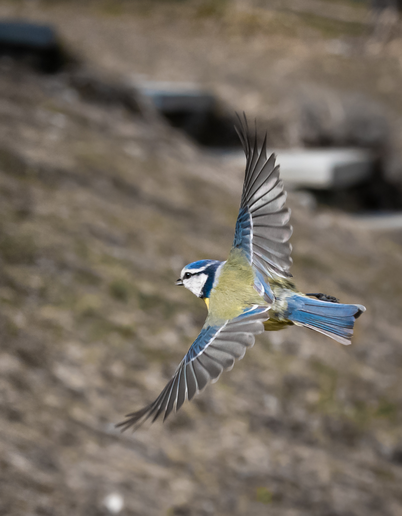 Tinciallegra in flight