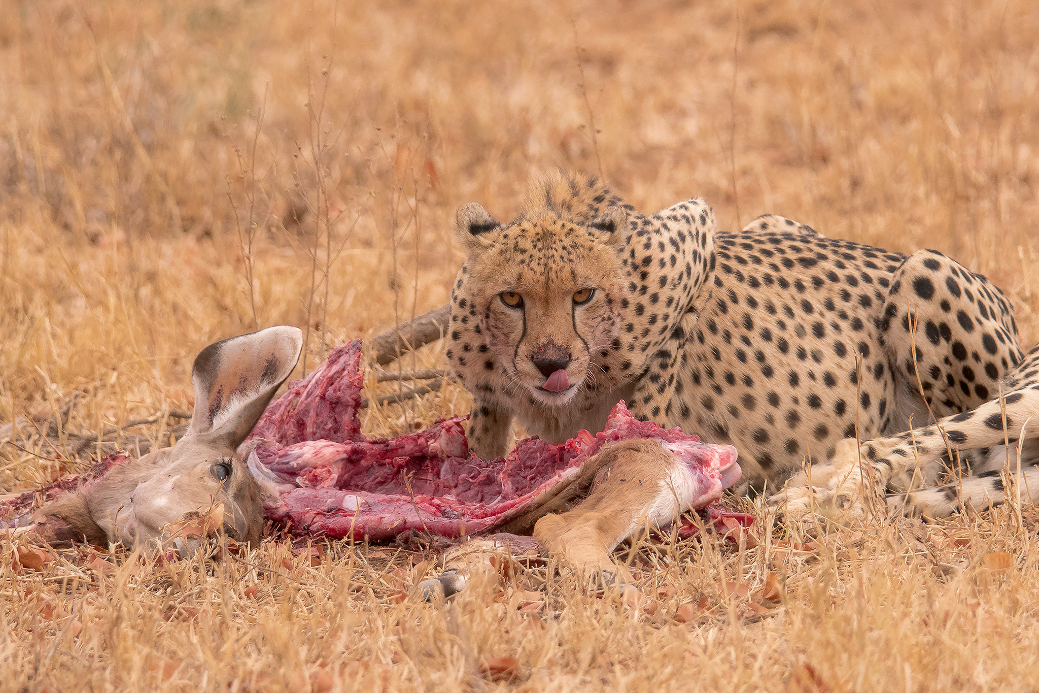 Cheetah & Kudu