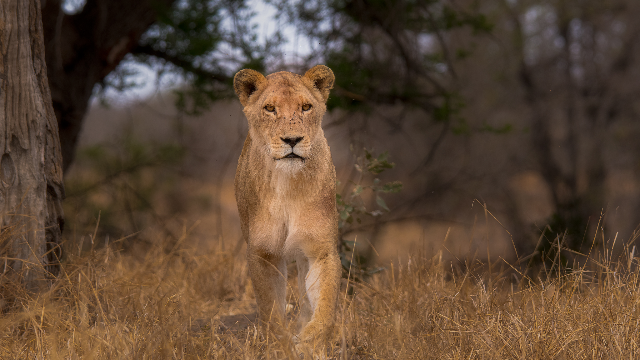 Lion