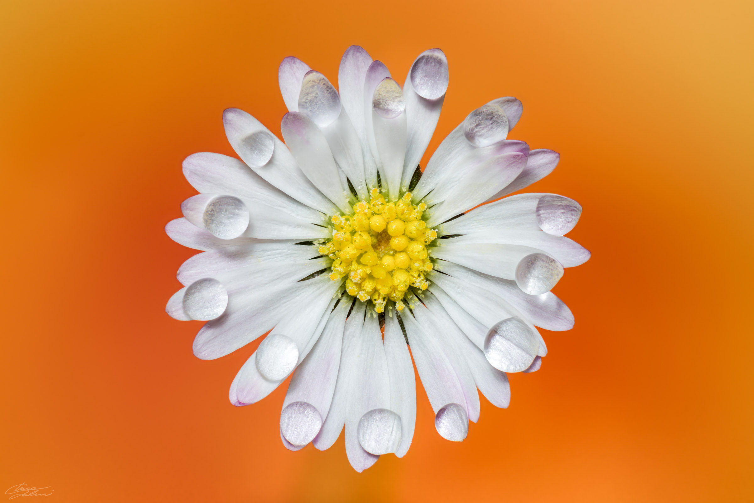 La primavera si risveglia