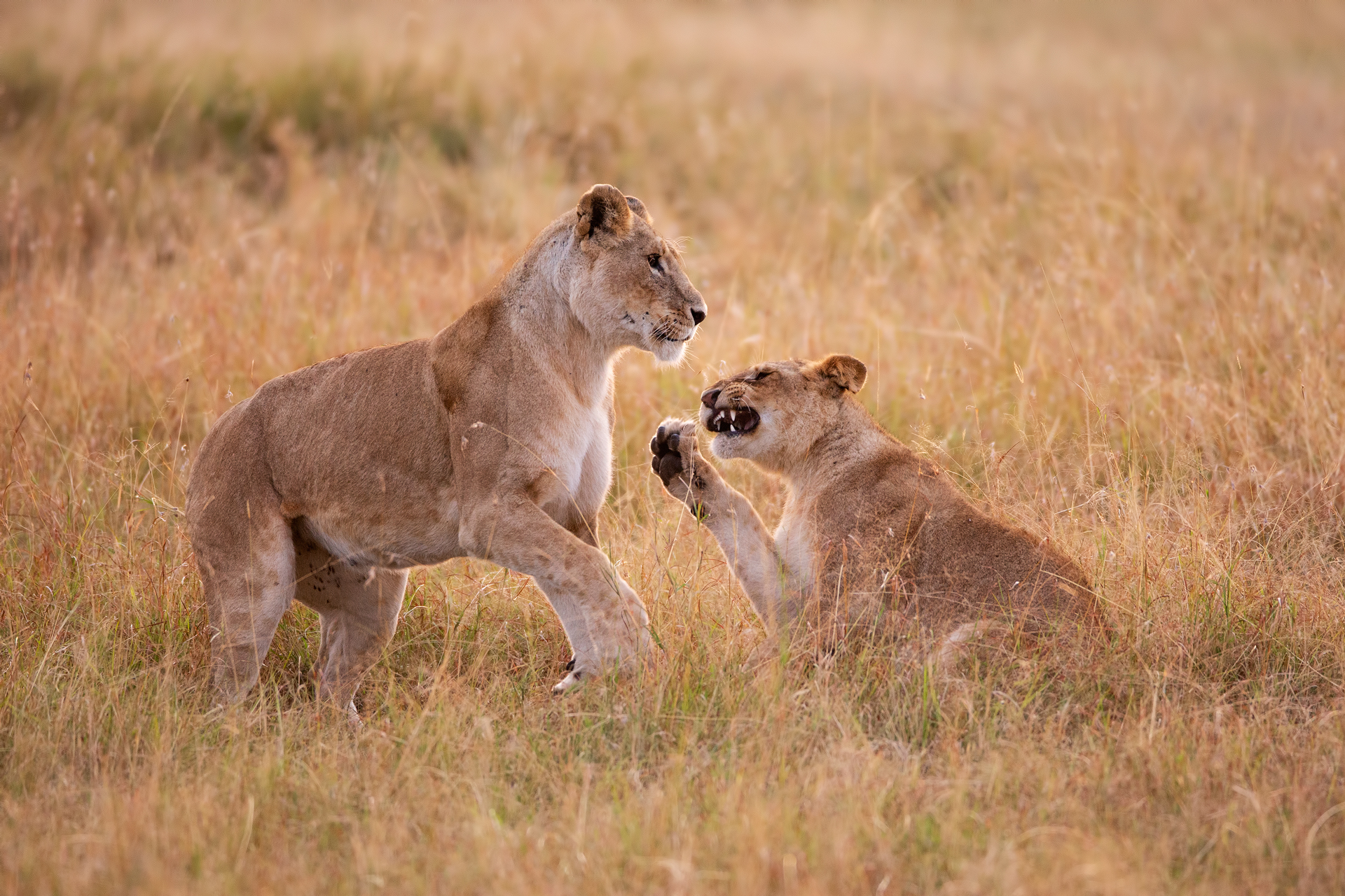 Il più grosso ha sempre ragione...