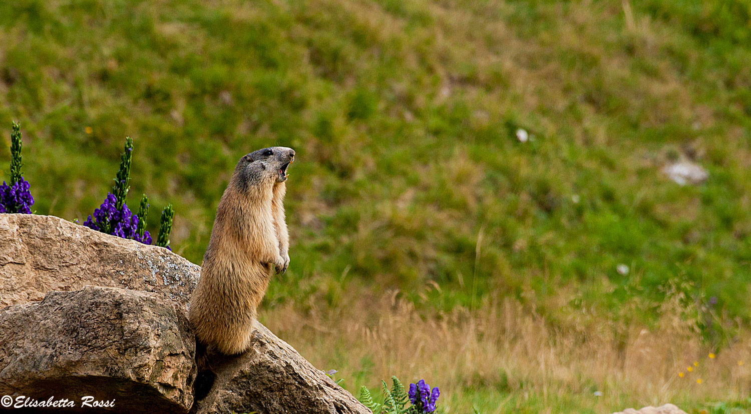 Marmot
