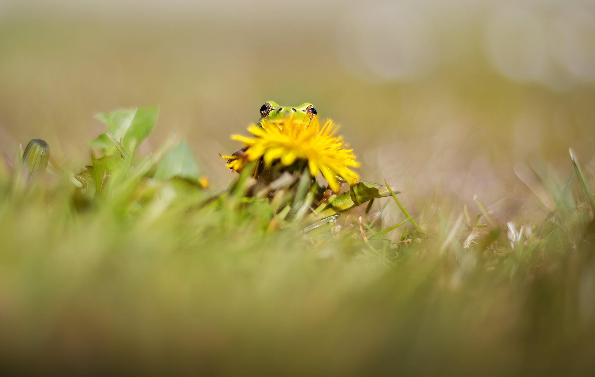 Yellow Flower, New8