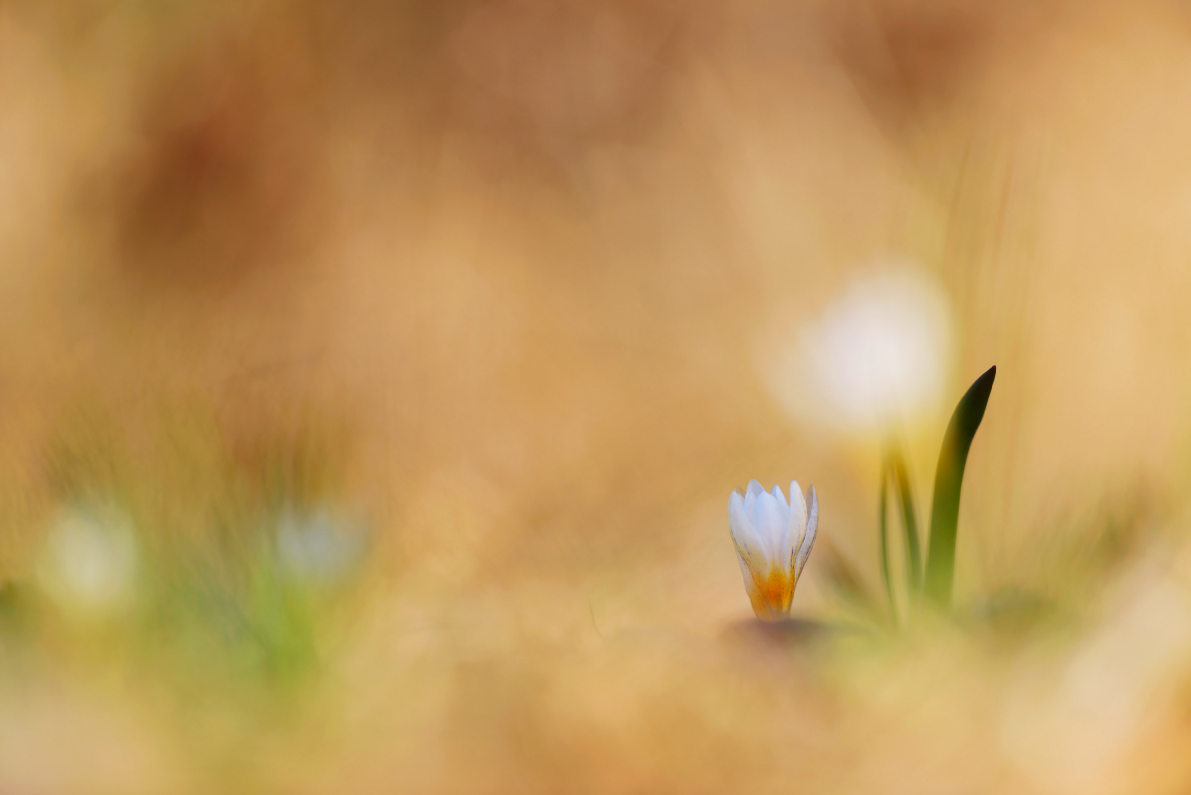 Nature magnificiant.