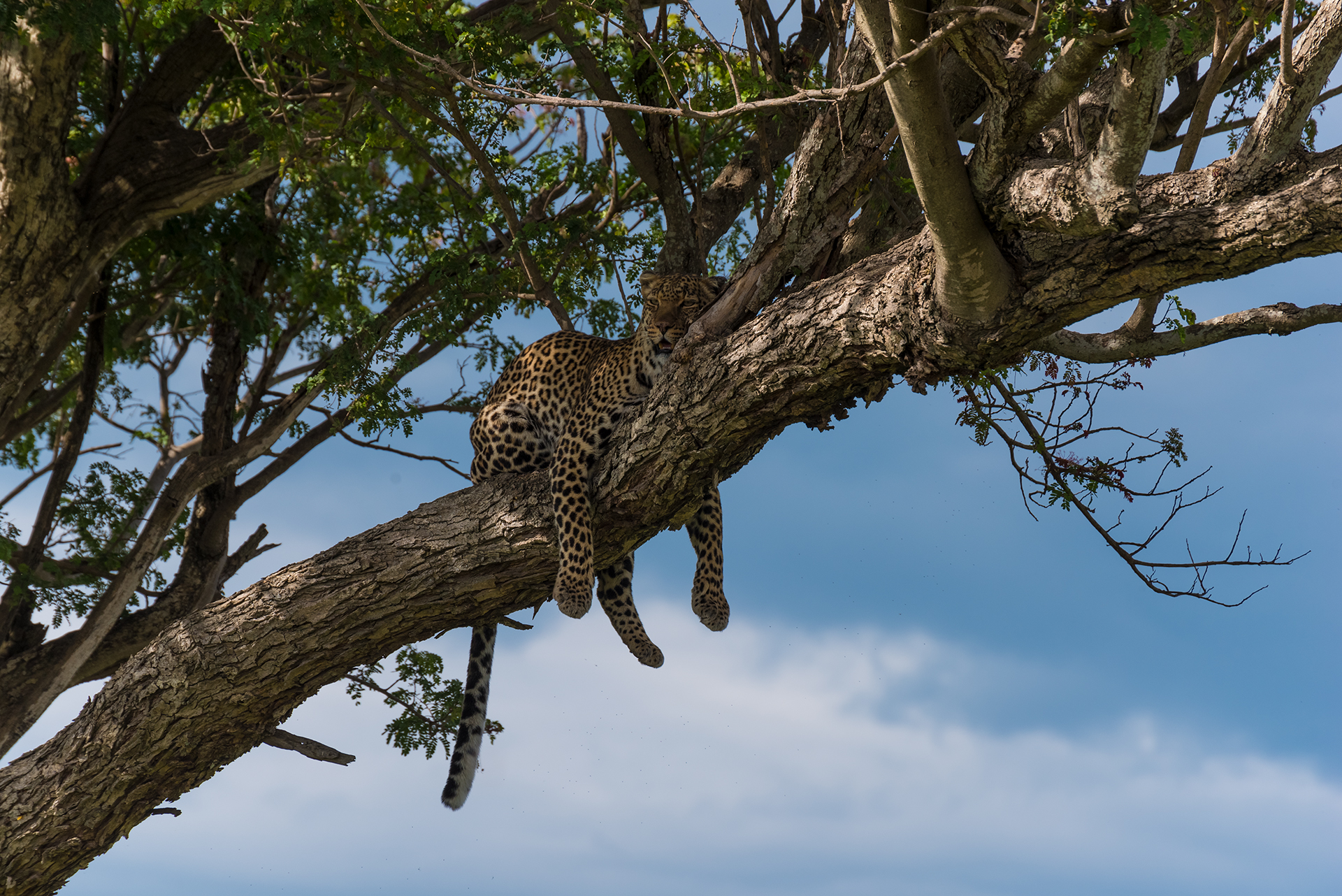The Lonely Prince - Masai Mara