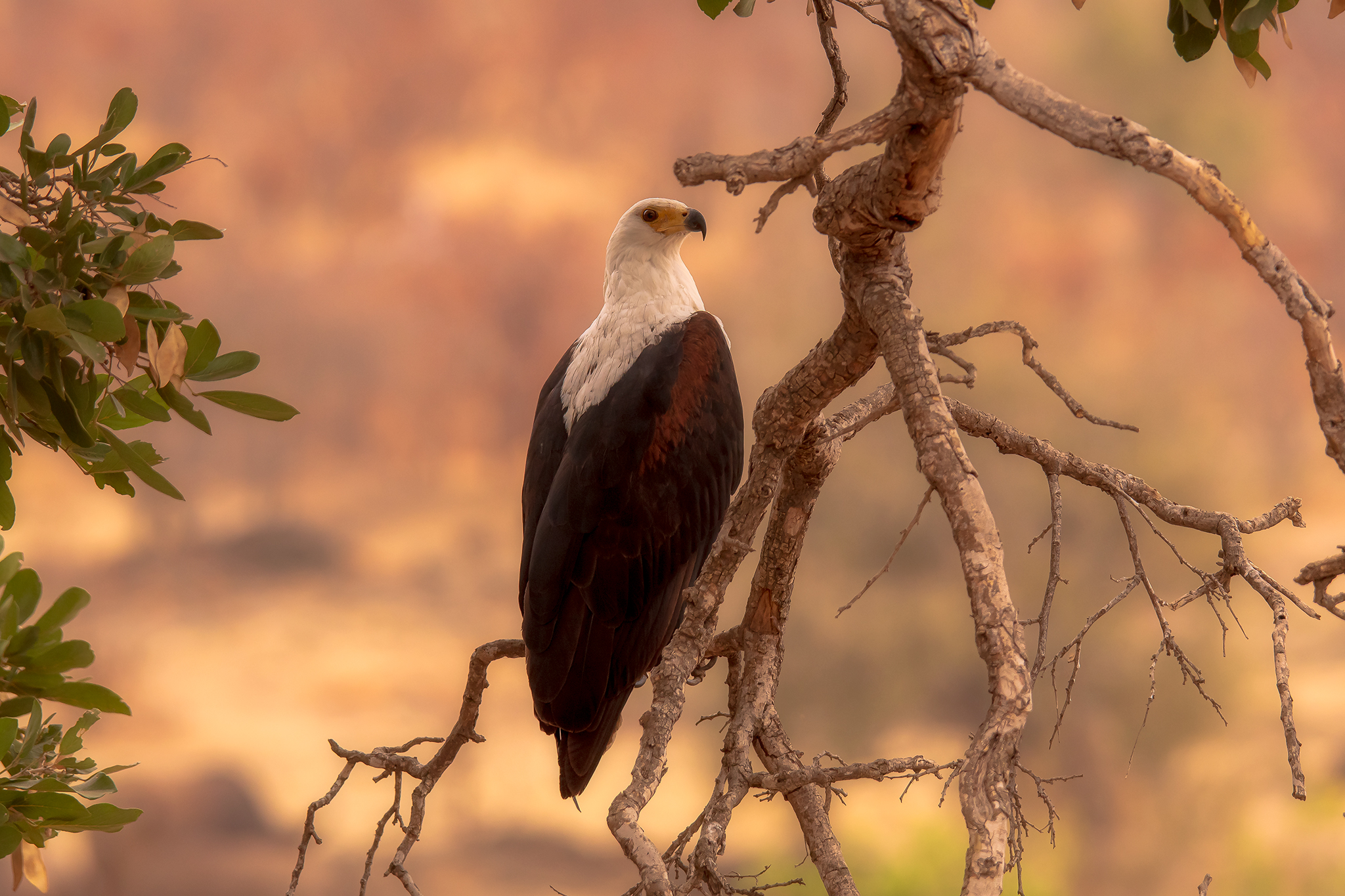 Fish Eagle