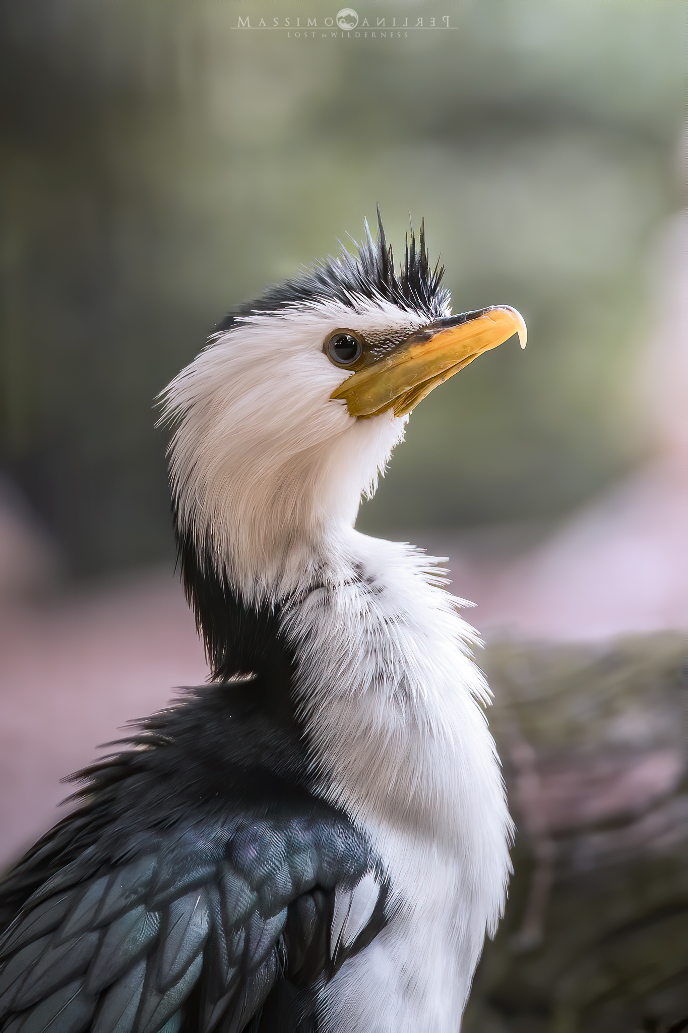 Australian Pied Cormoran