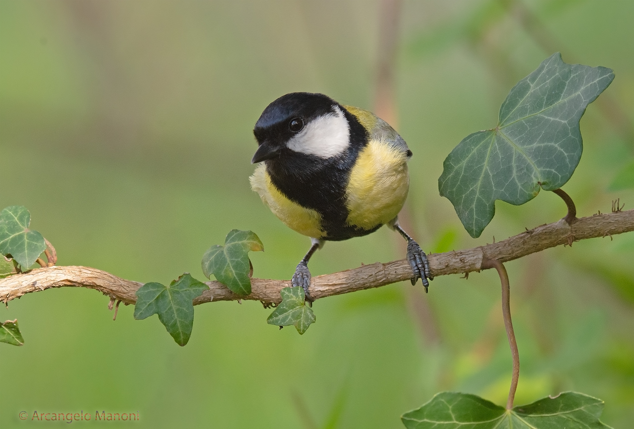Edera e cinciallegra