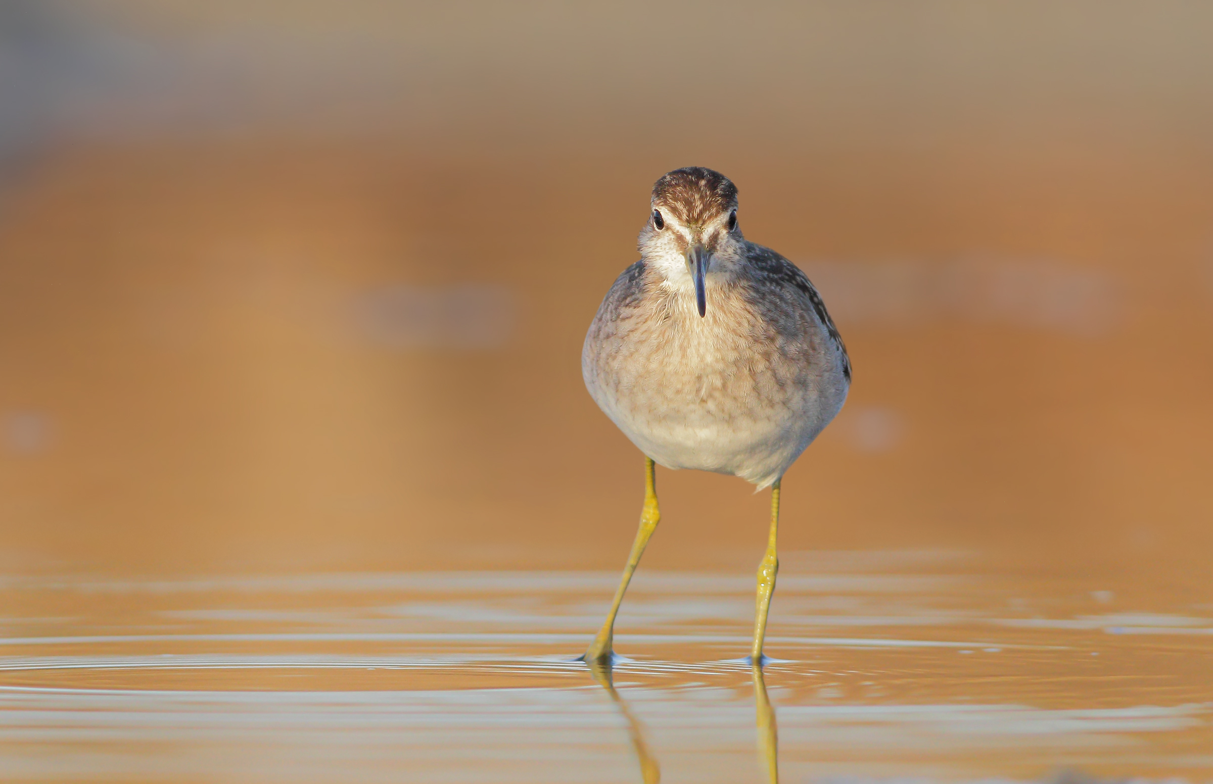 Piro piro boschereccio