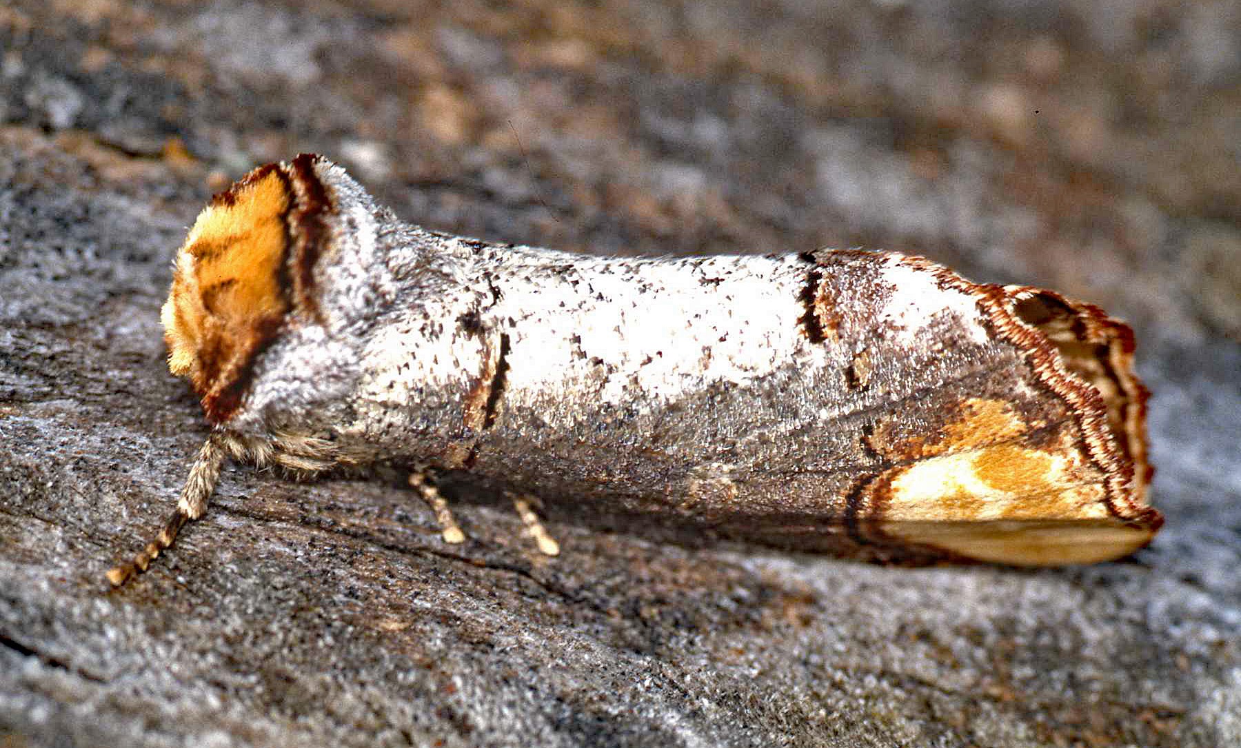 Lepidopttero Phalera bucephala (1988, digitized)