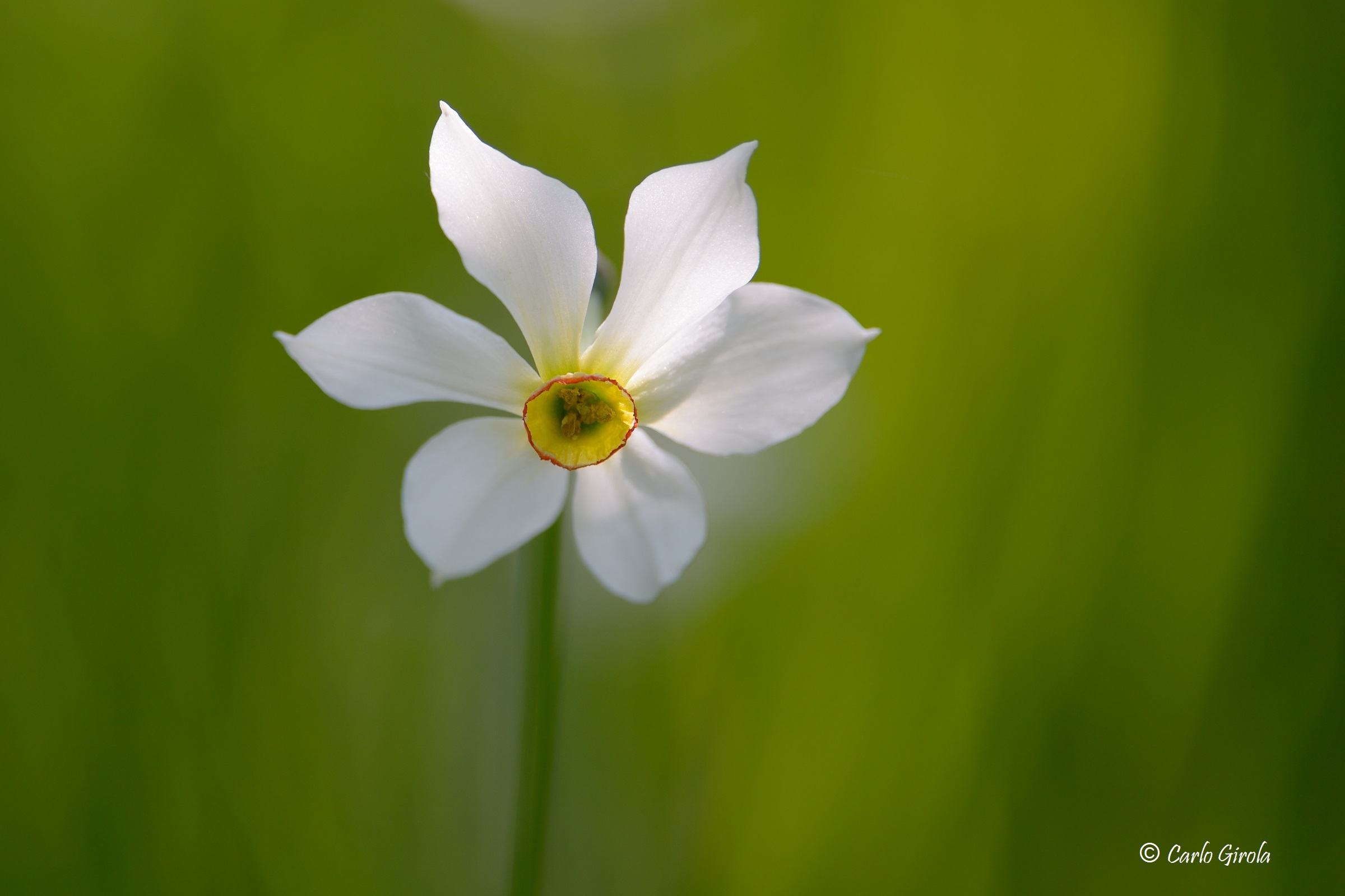 Narciso dei poeti (Narcissus poeticus)