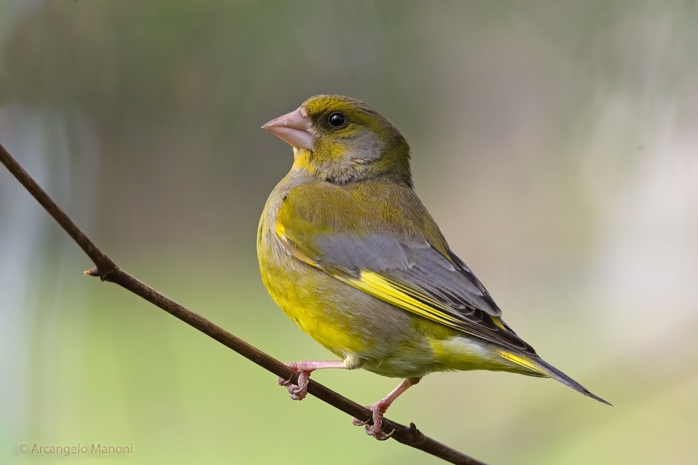 La fierezza del verdone