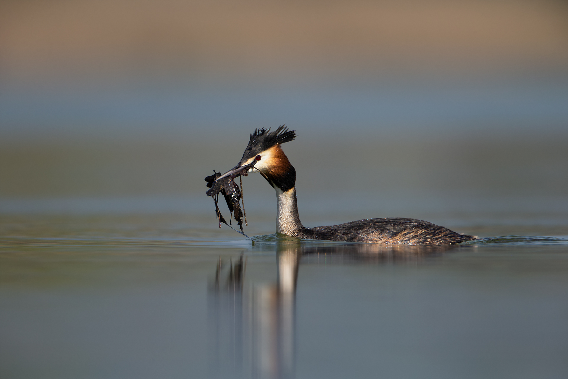 Podiceps cristatus (Great crested grebe)