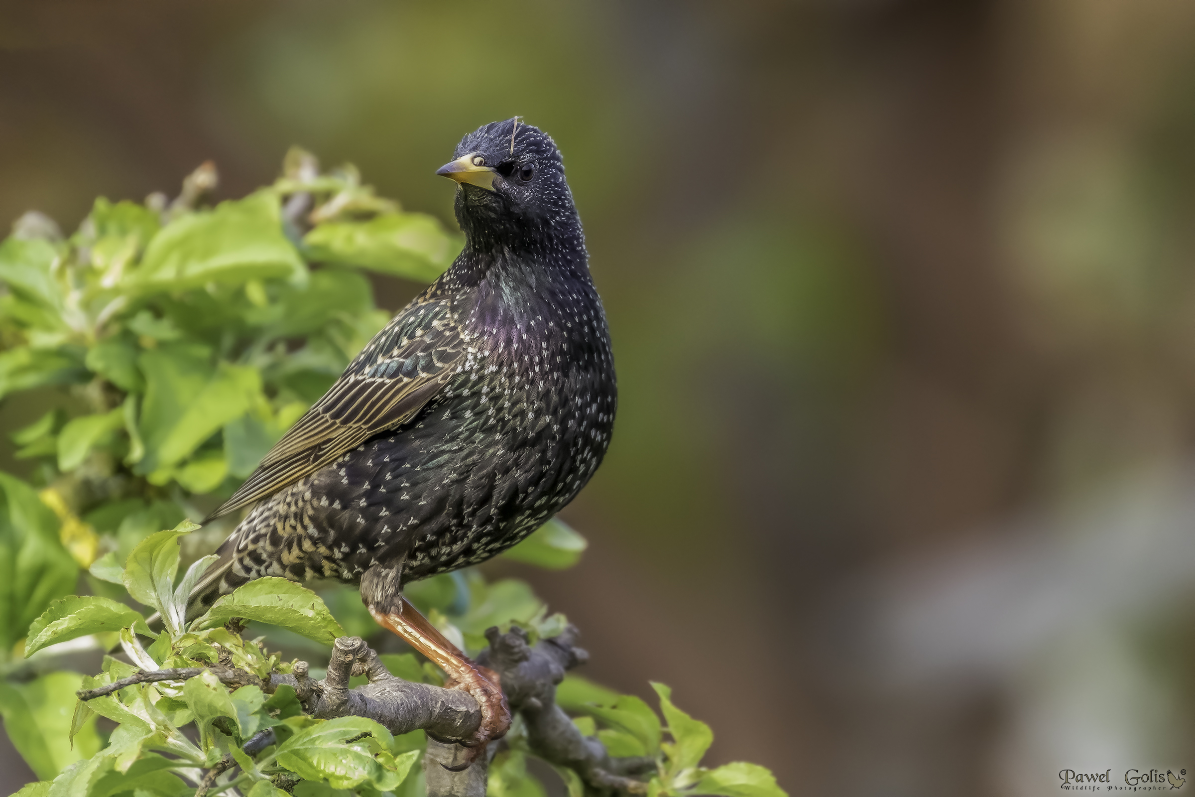 Sturnus vulgaris (Sturnus vulgaris)