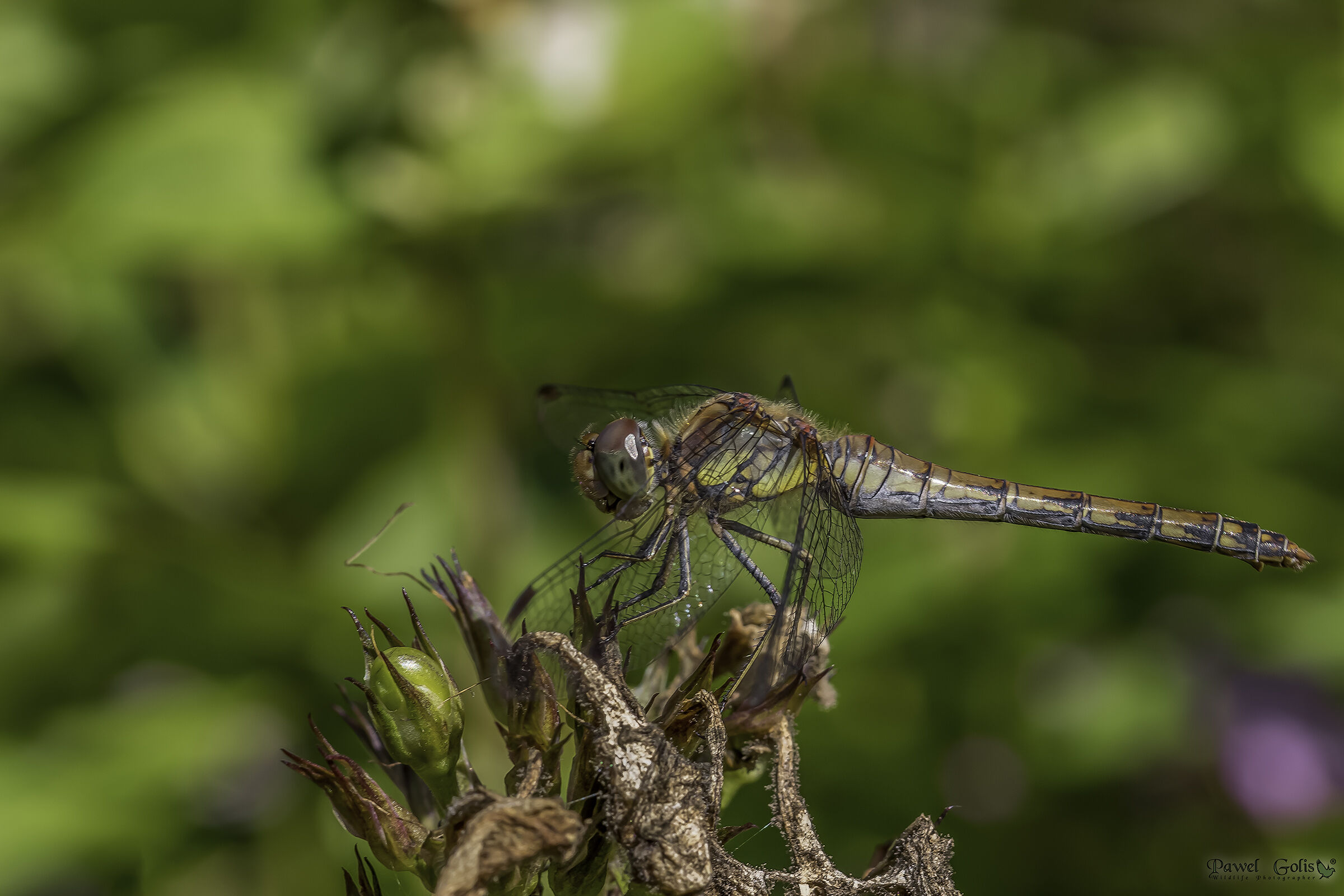 Darter comune (Sympetrum striolatum)