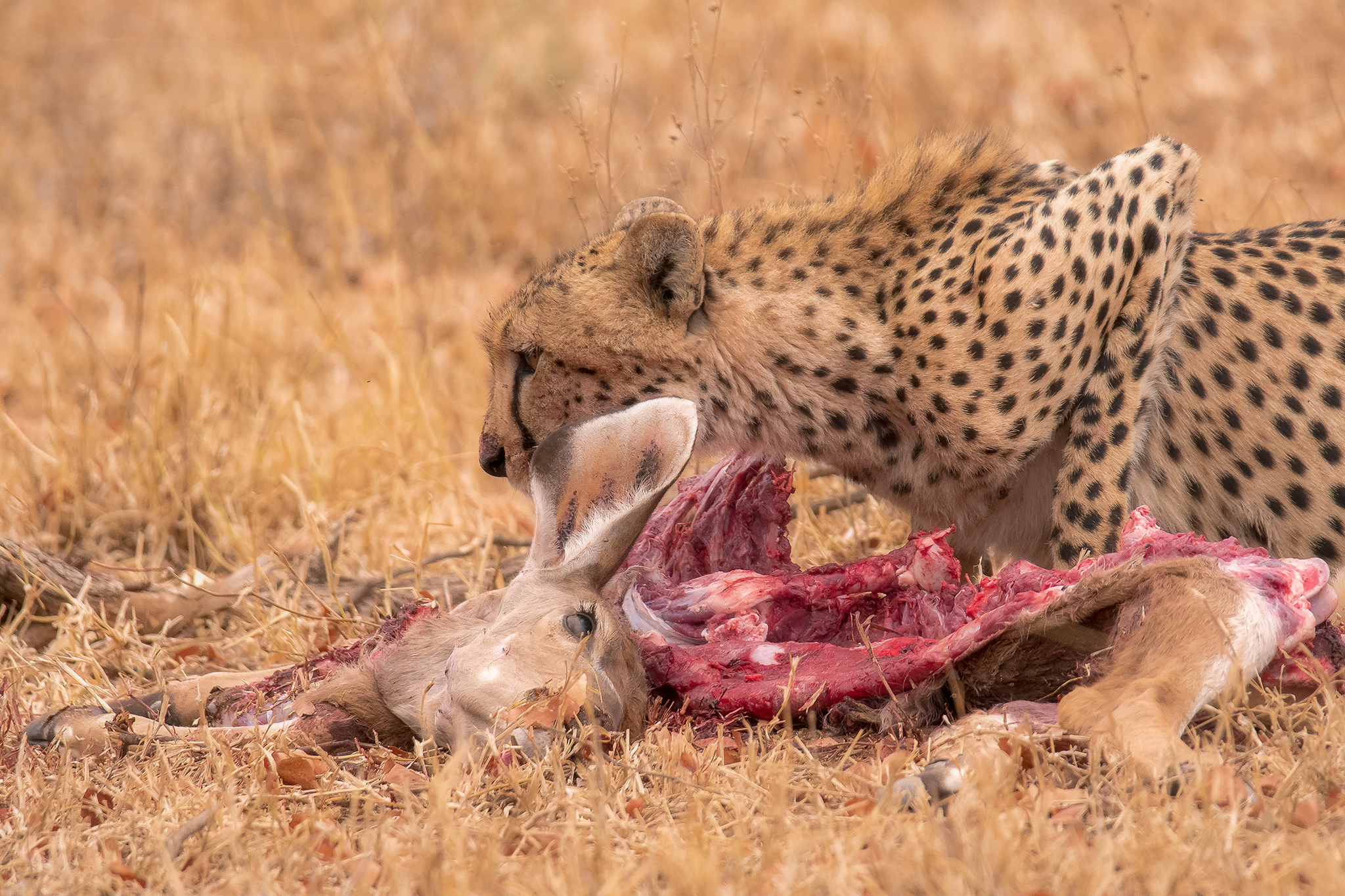 Cheetah & Kudu