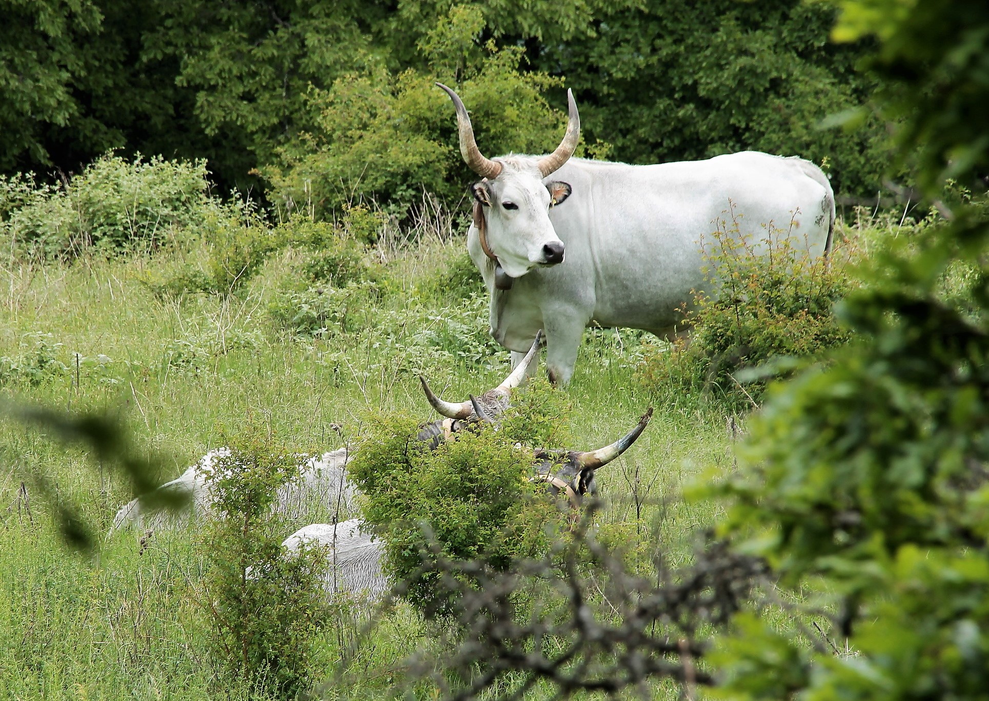 Placids cattle