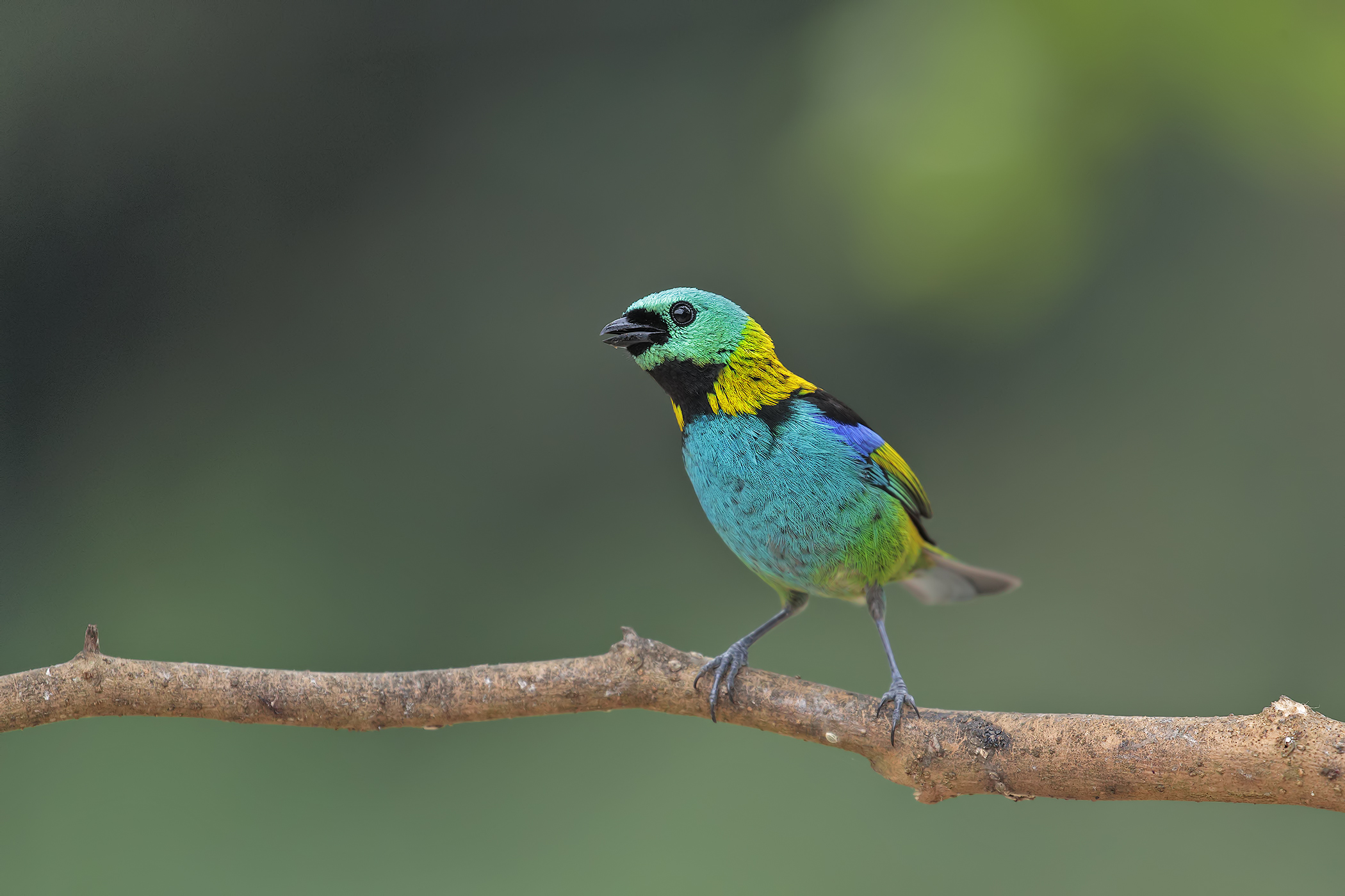 Tanager green head