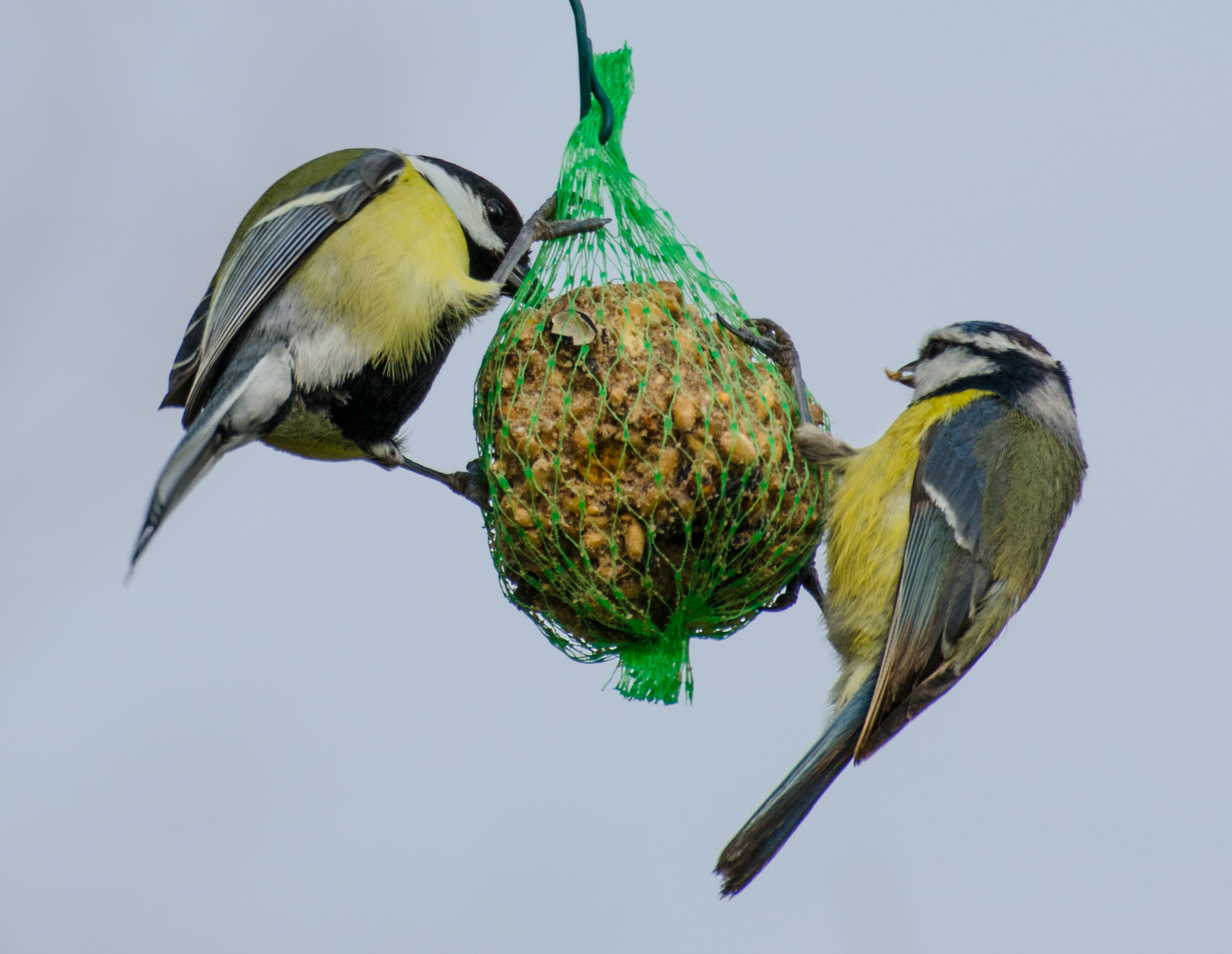 Cinciarelle di Primavera