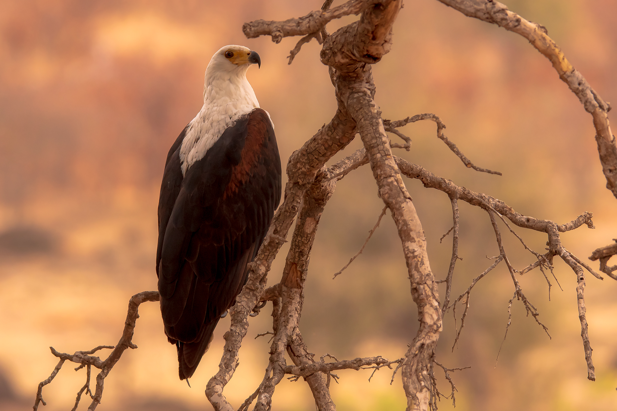 Fish Eagle