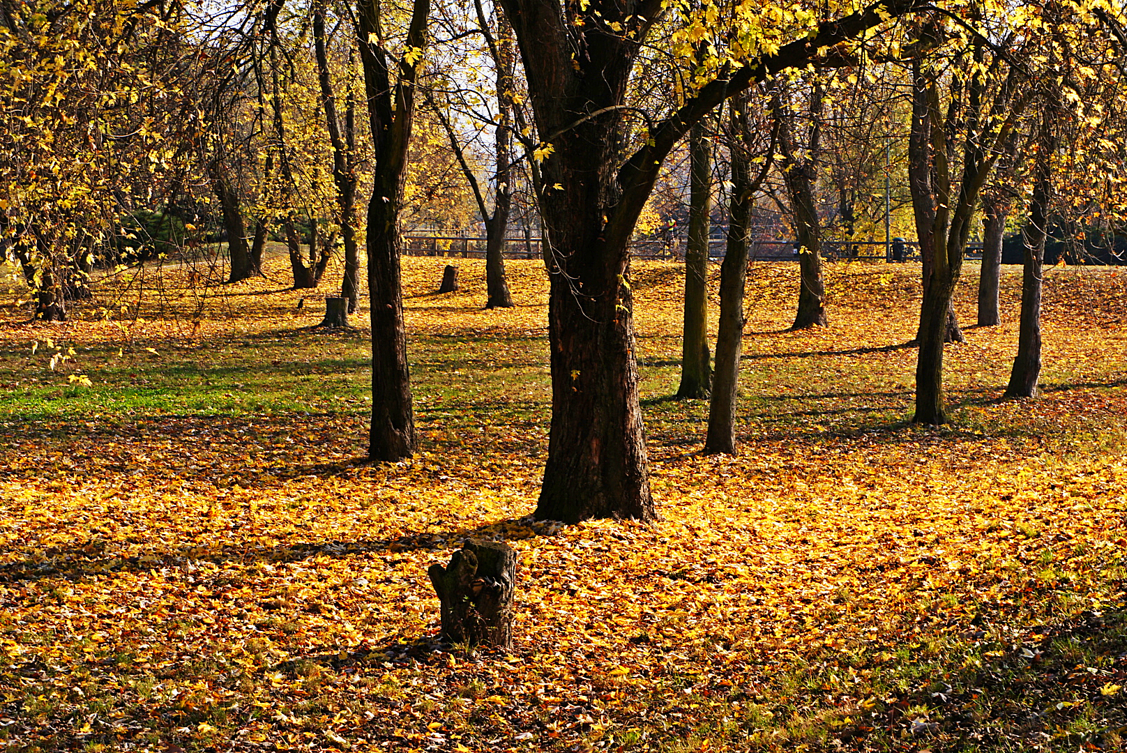 dominant yellow