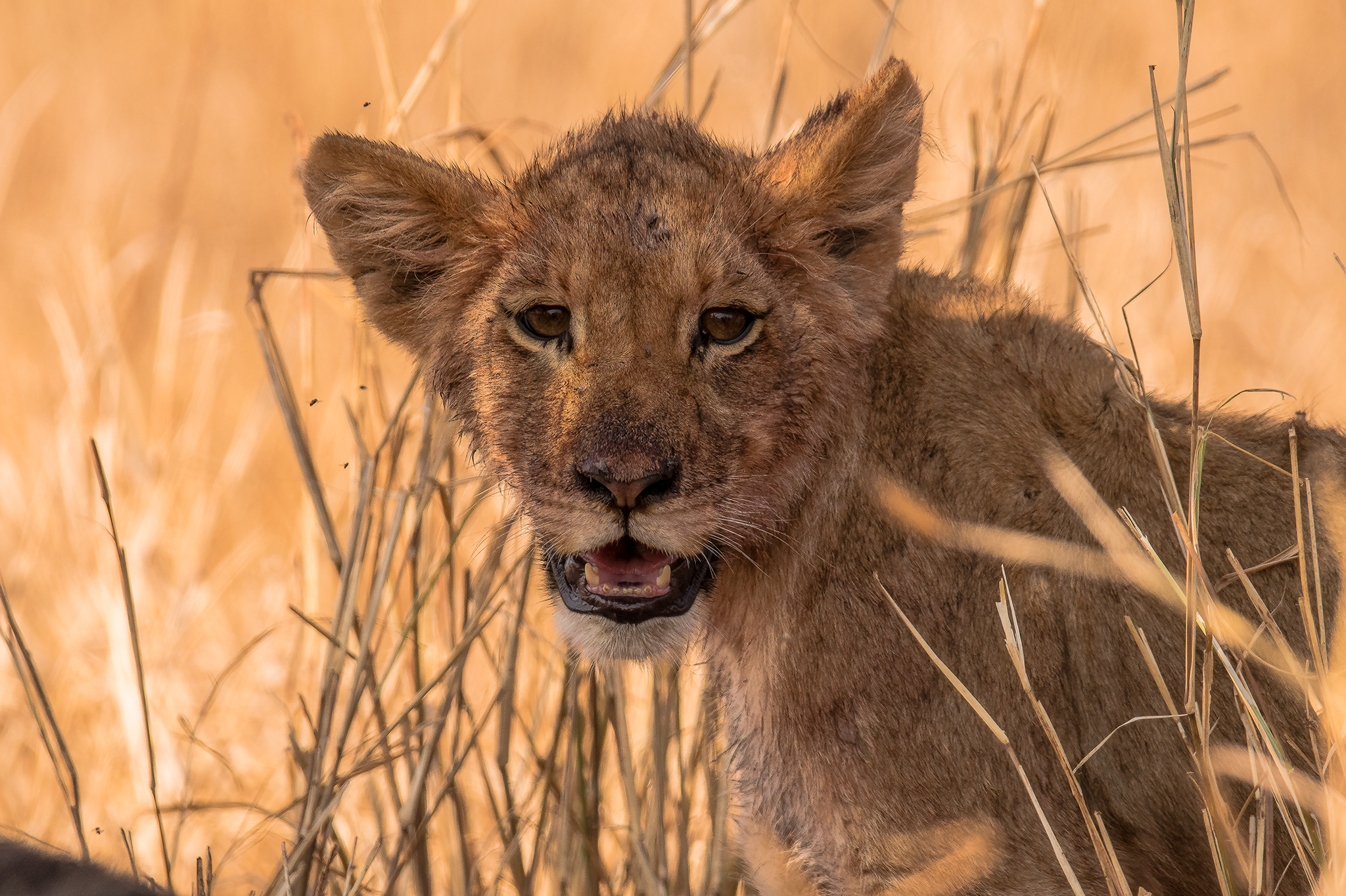 Lion Cub