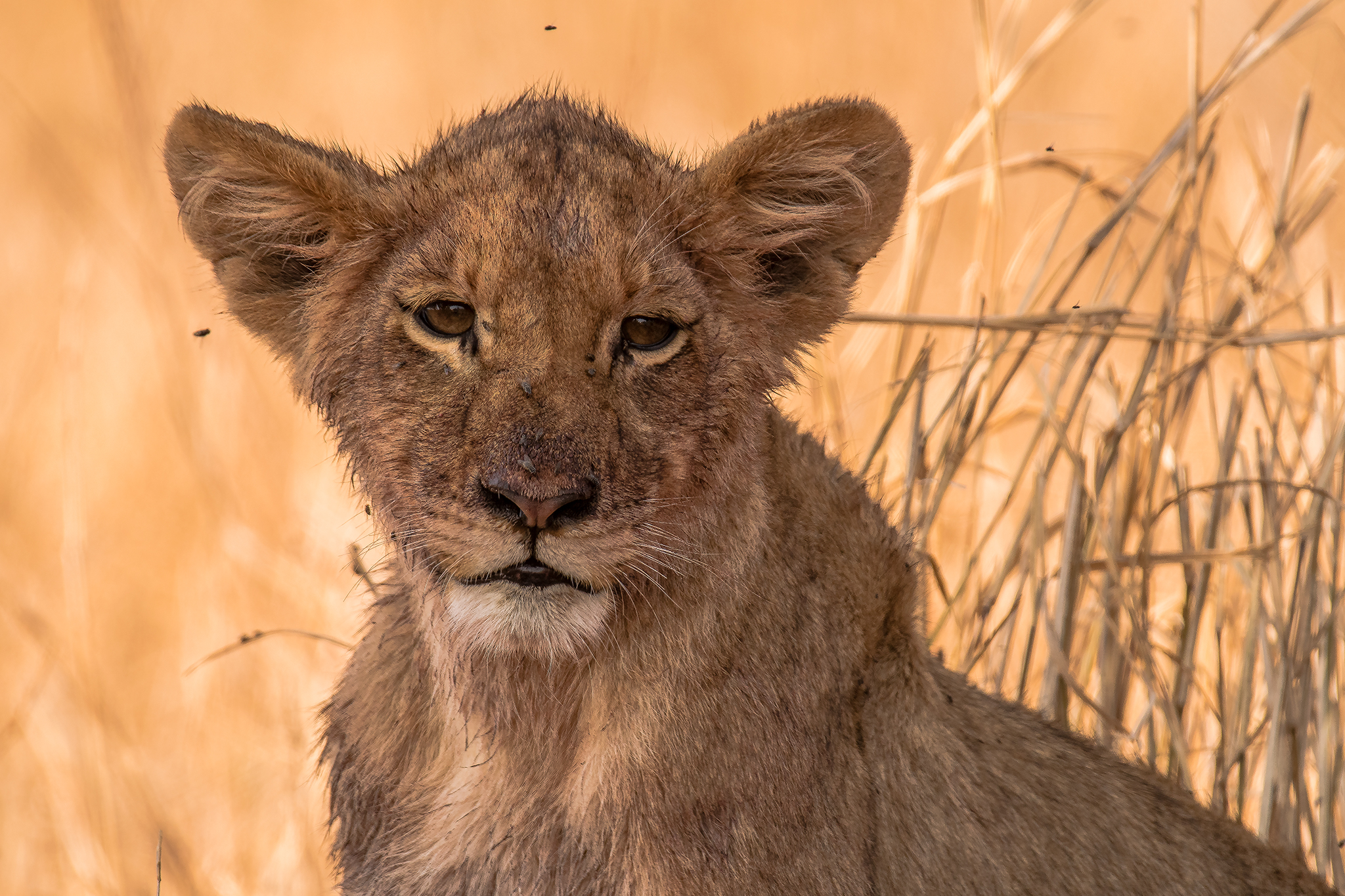 Lion Cub