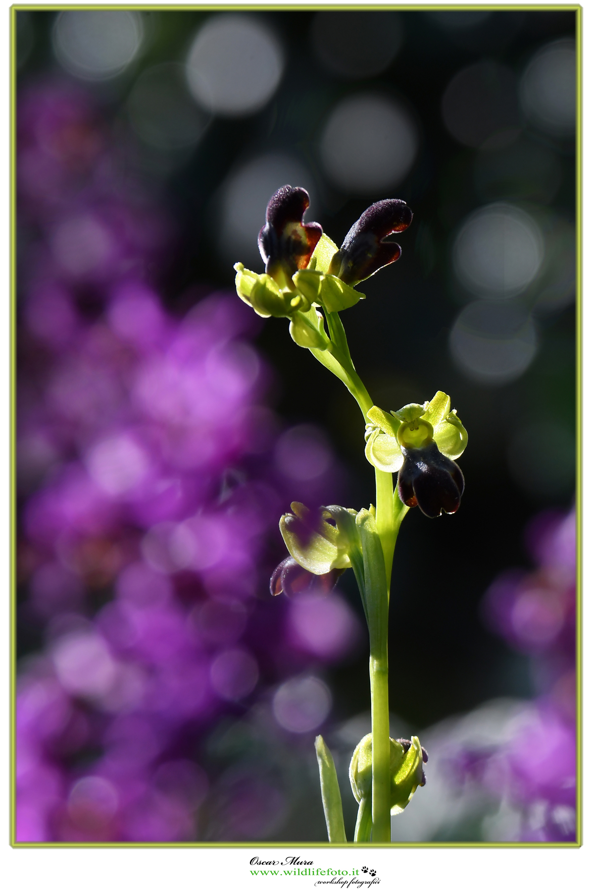 Ophrys iricolor www.wildlifefoto.it