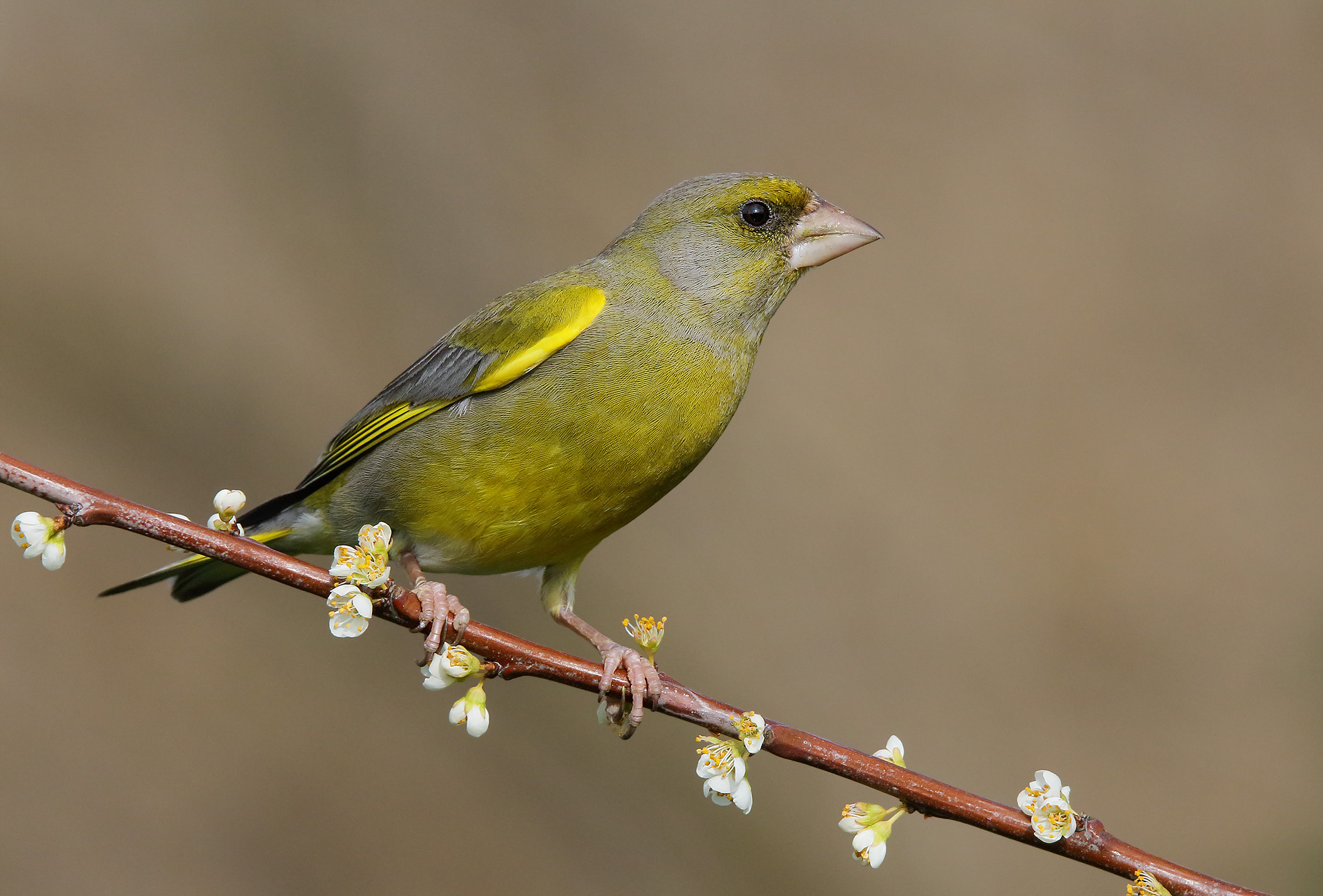 Verdone (carduelis chloris)